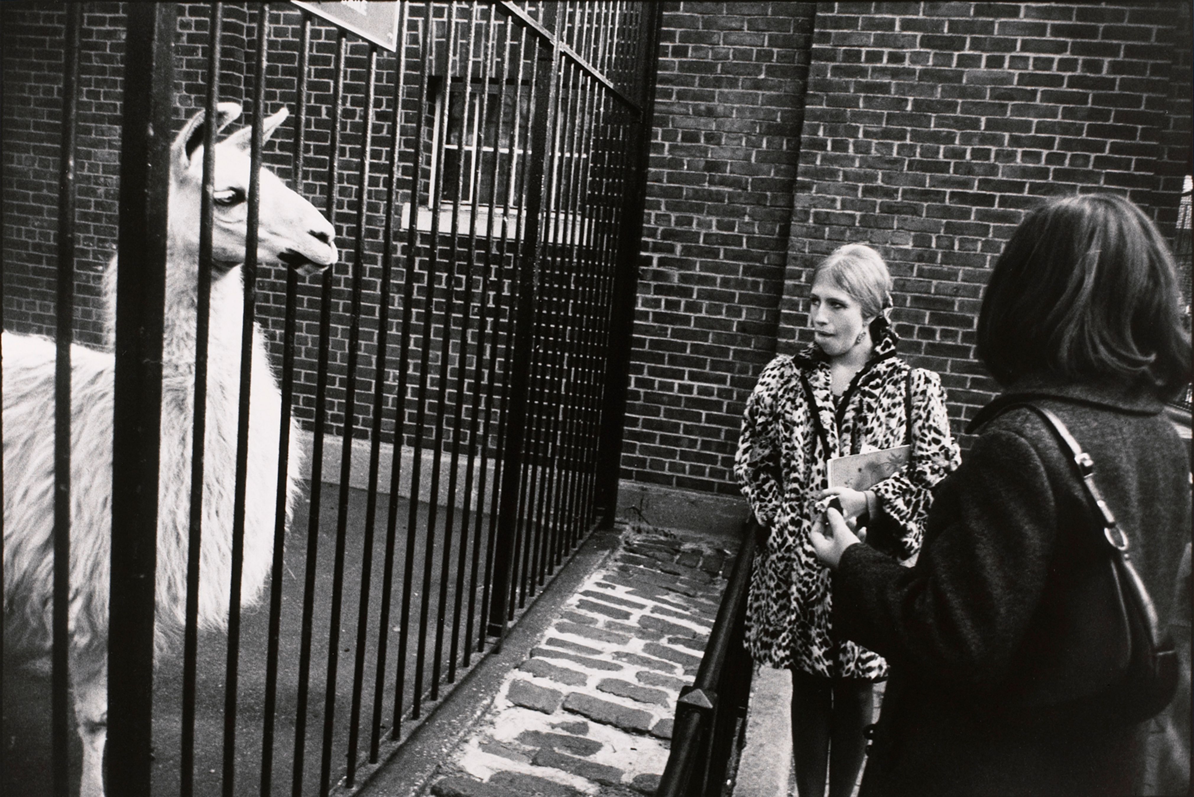 Untitled (Two women staring at a llama)