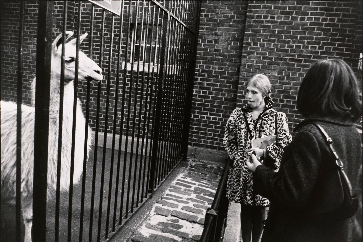 Untitled (Two women staring at a llama)