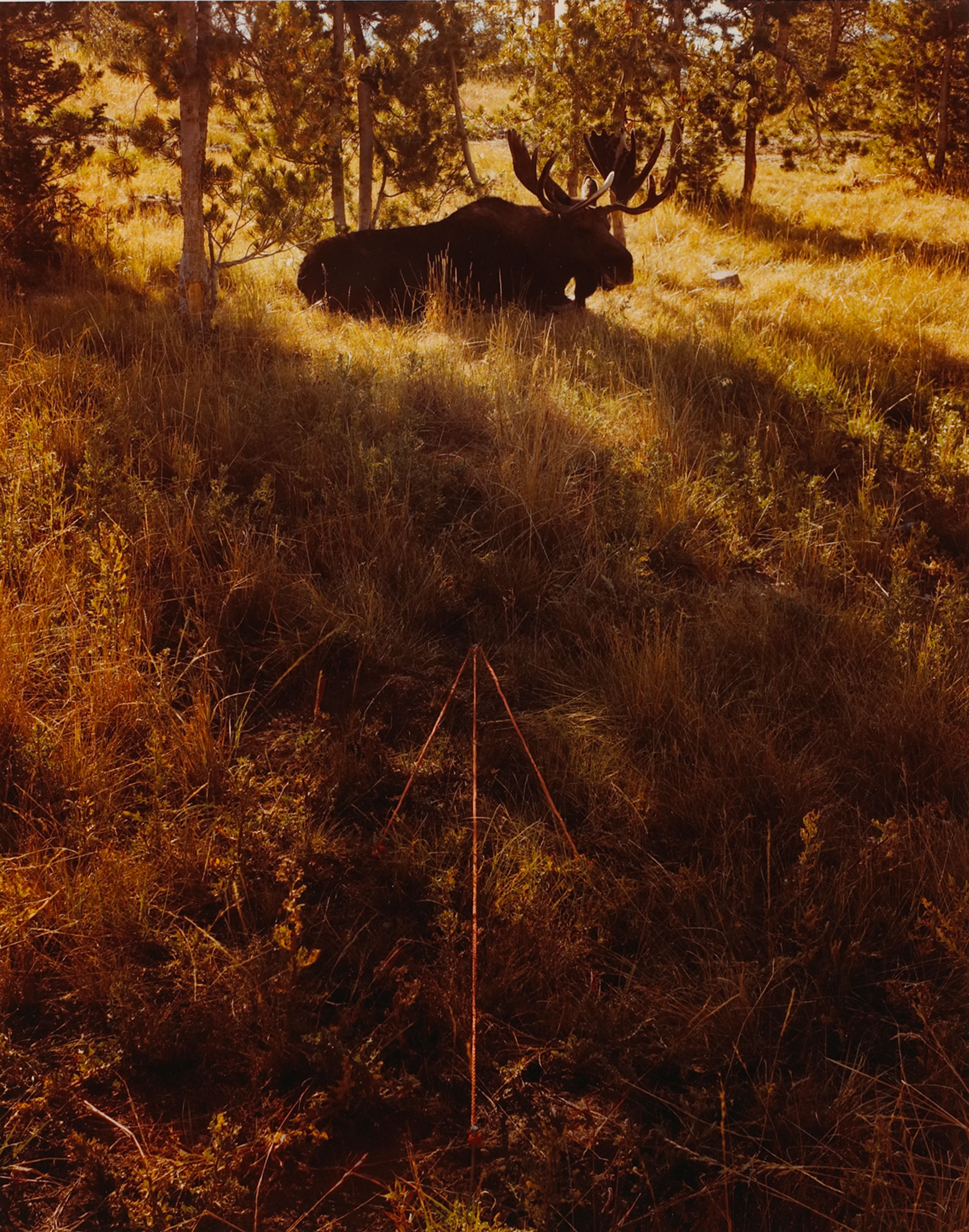 Moose and Arrow, Grand Teton National Park, Wyo.