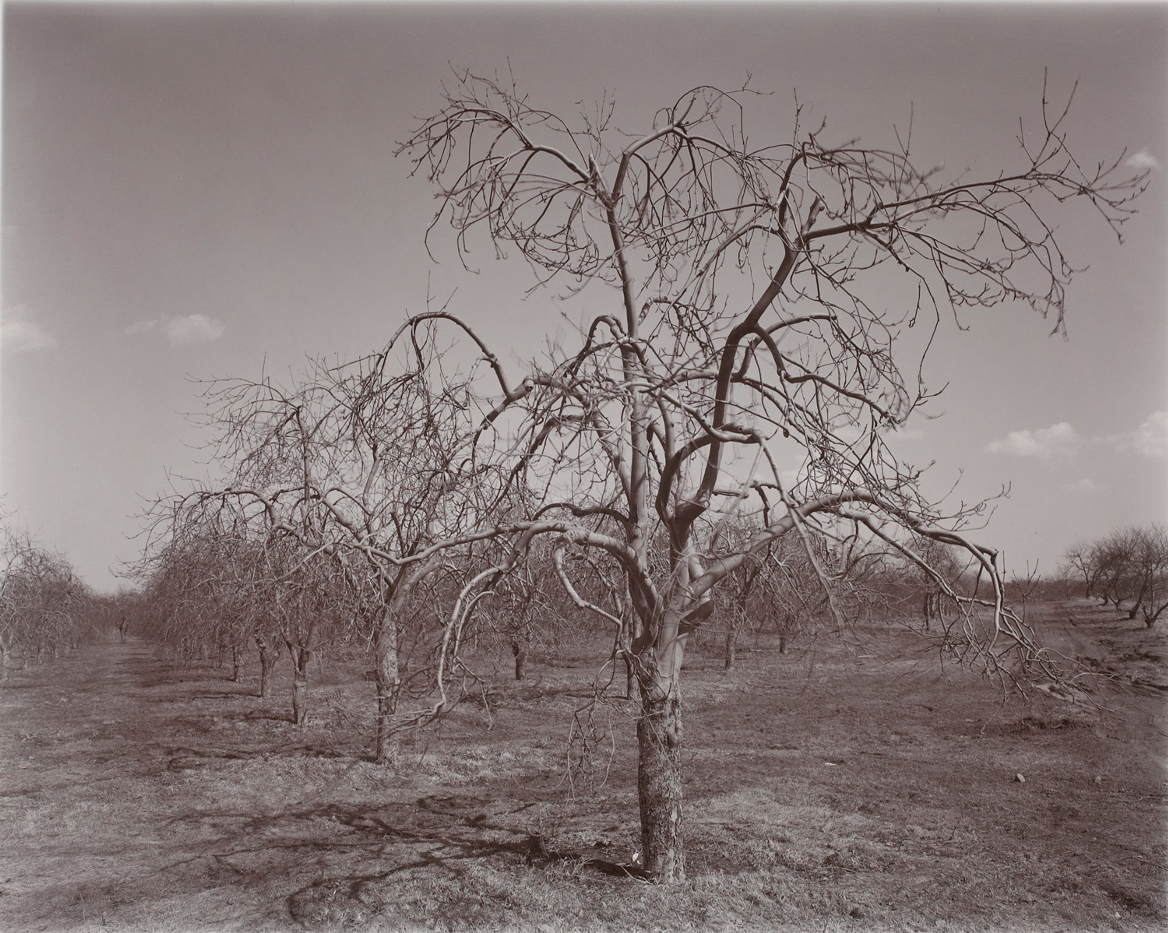 Poultneyville Orchard