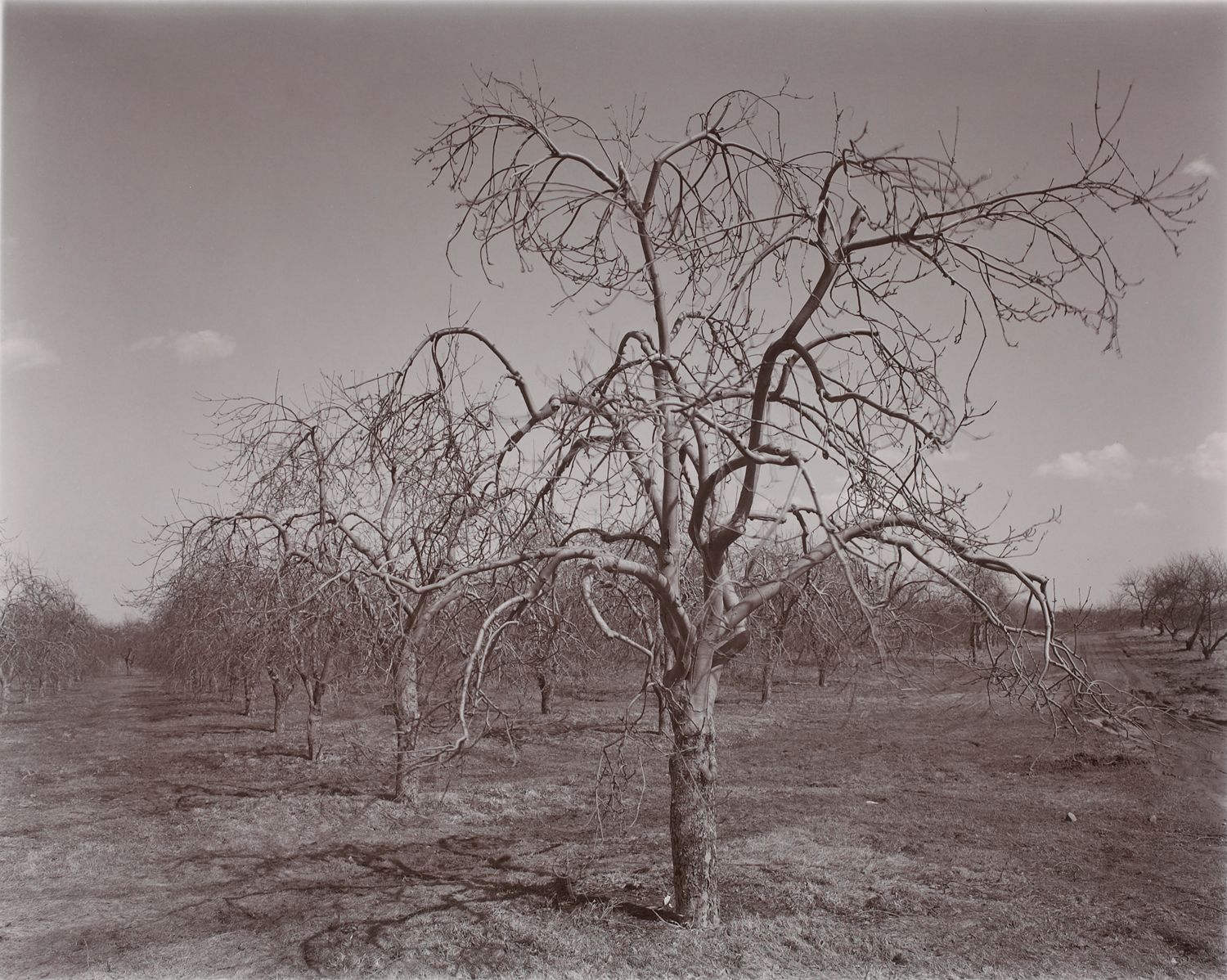 Poultneyville Orchard