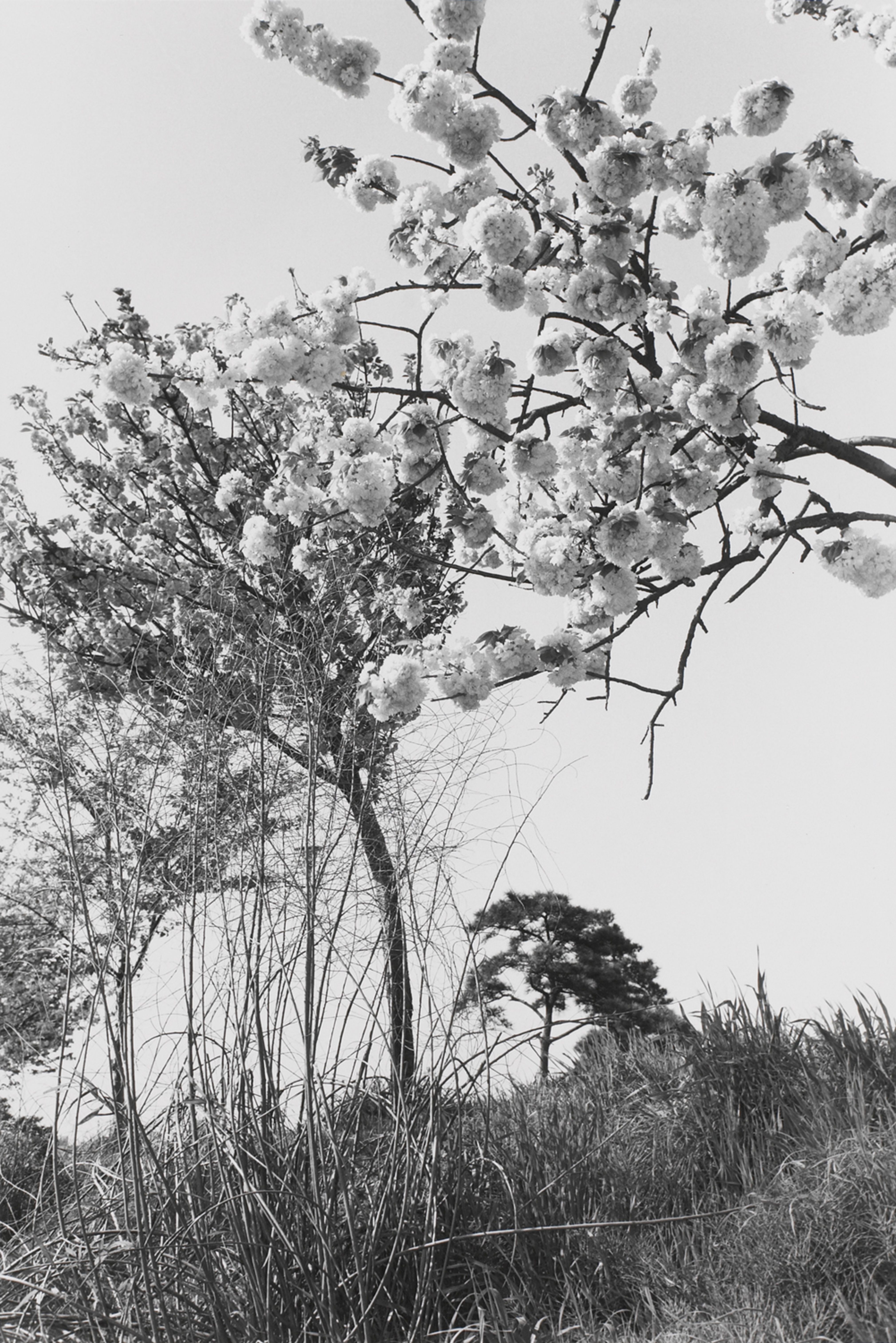 Untitled, Tokyo, Japan (Branch with White Cluster)