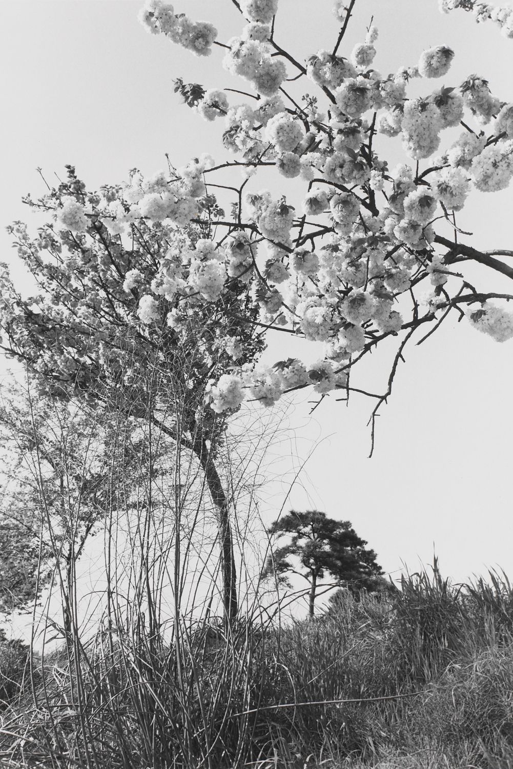 Untitled, Tokyo, Japan (Branch with White Cluster)