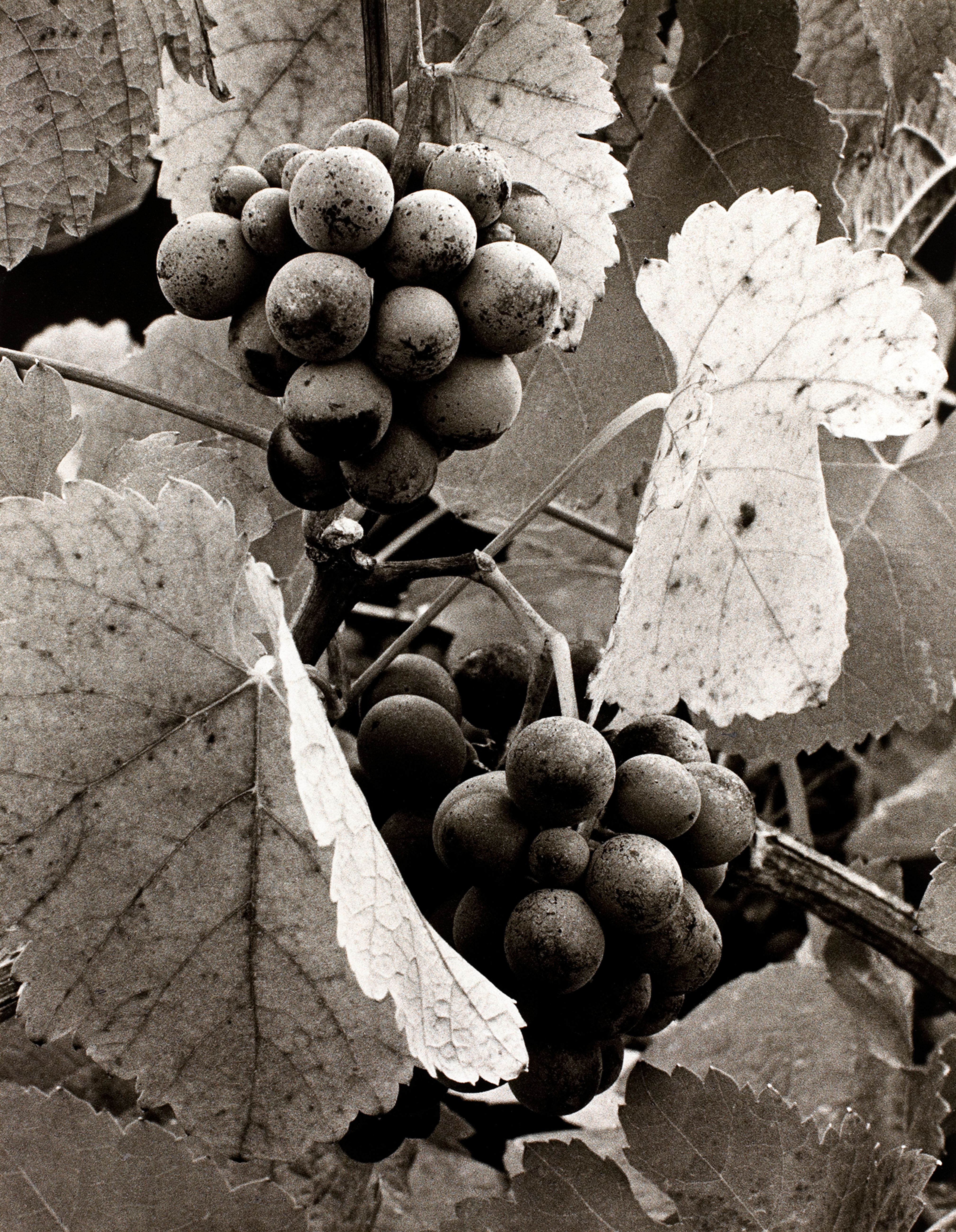 Grape Cluster
