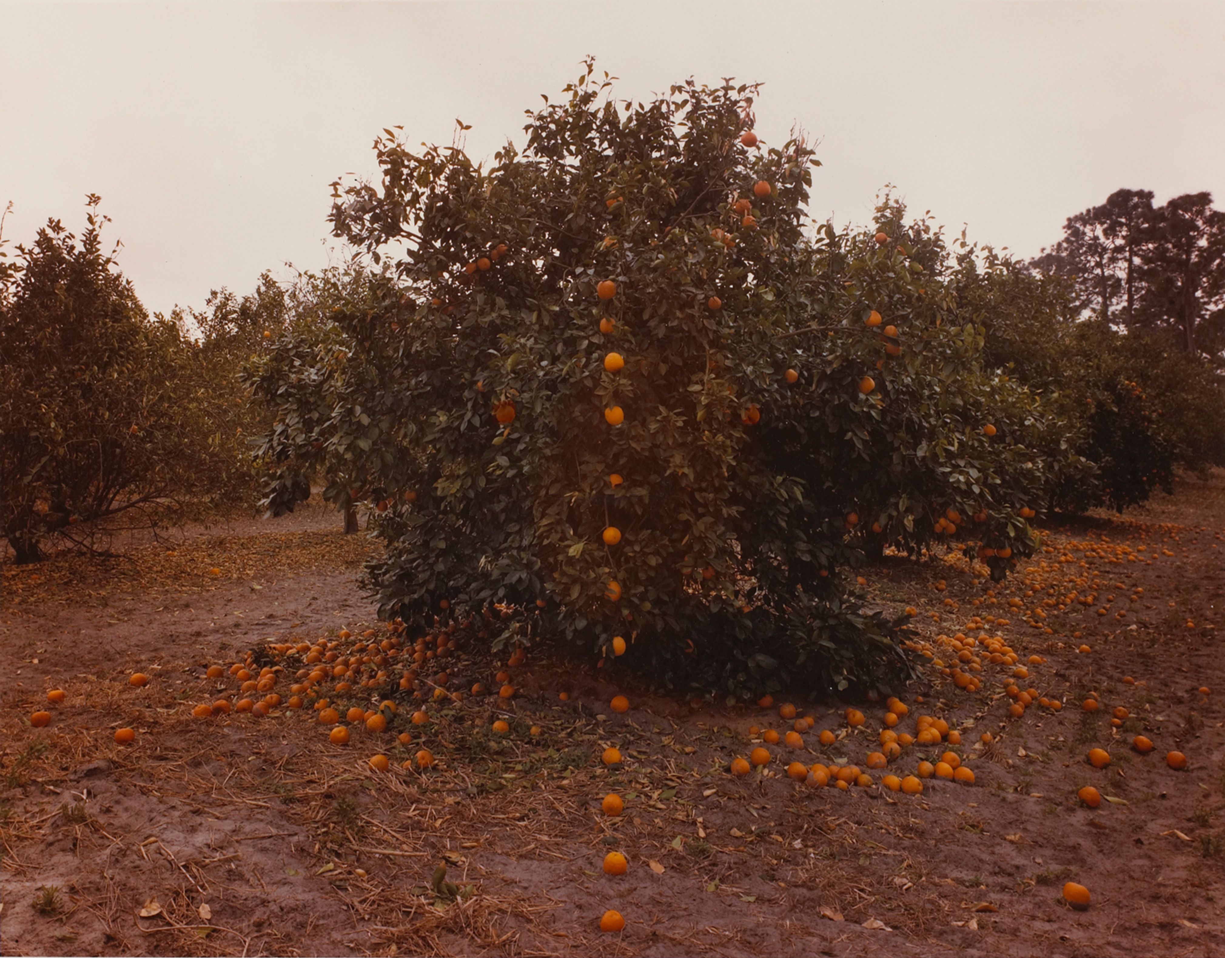 Falling Oranges, Lutz, Florida