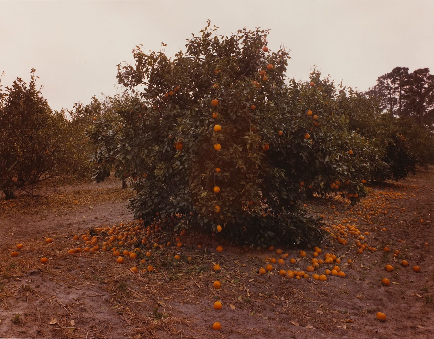 Falling Oranges, Lutz, Florida