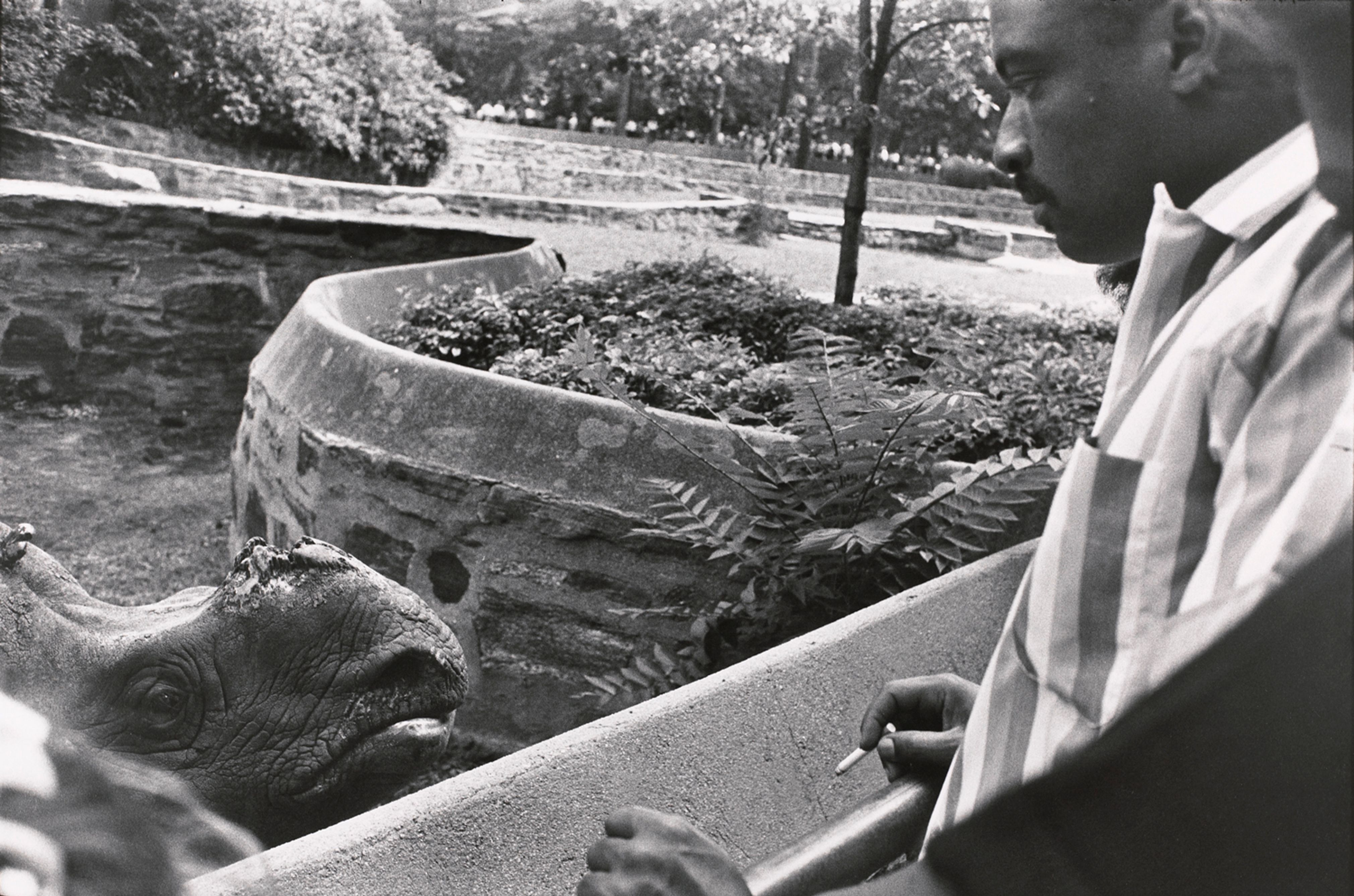 Untitled (A rhino who lost his tusk)