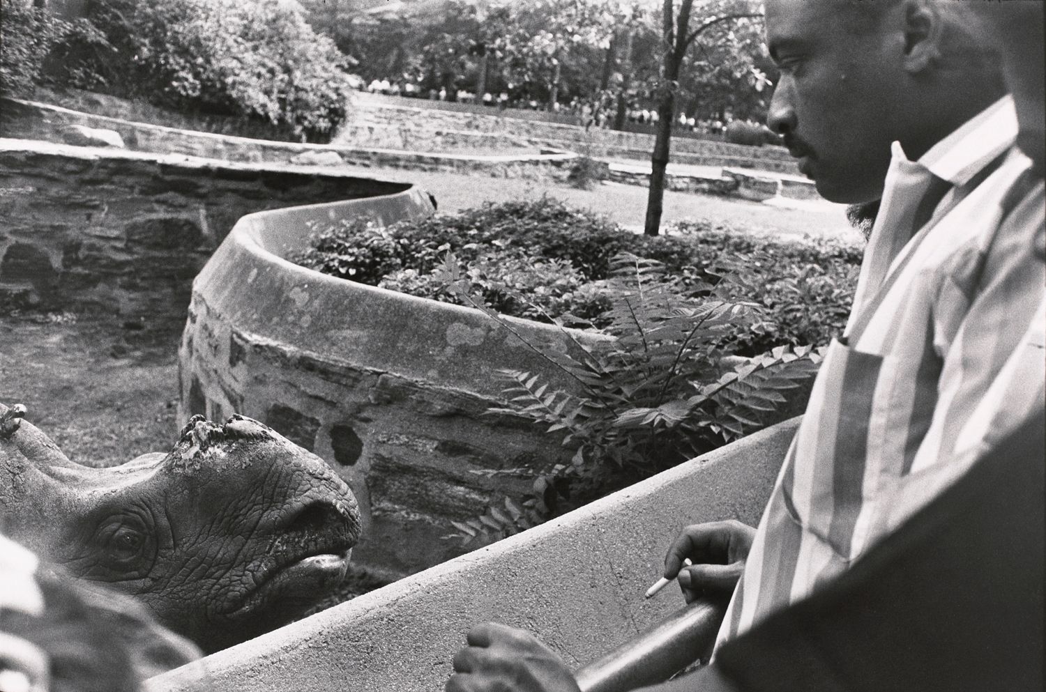 Untitled (A rhino who lost his tusk)
