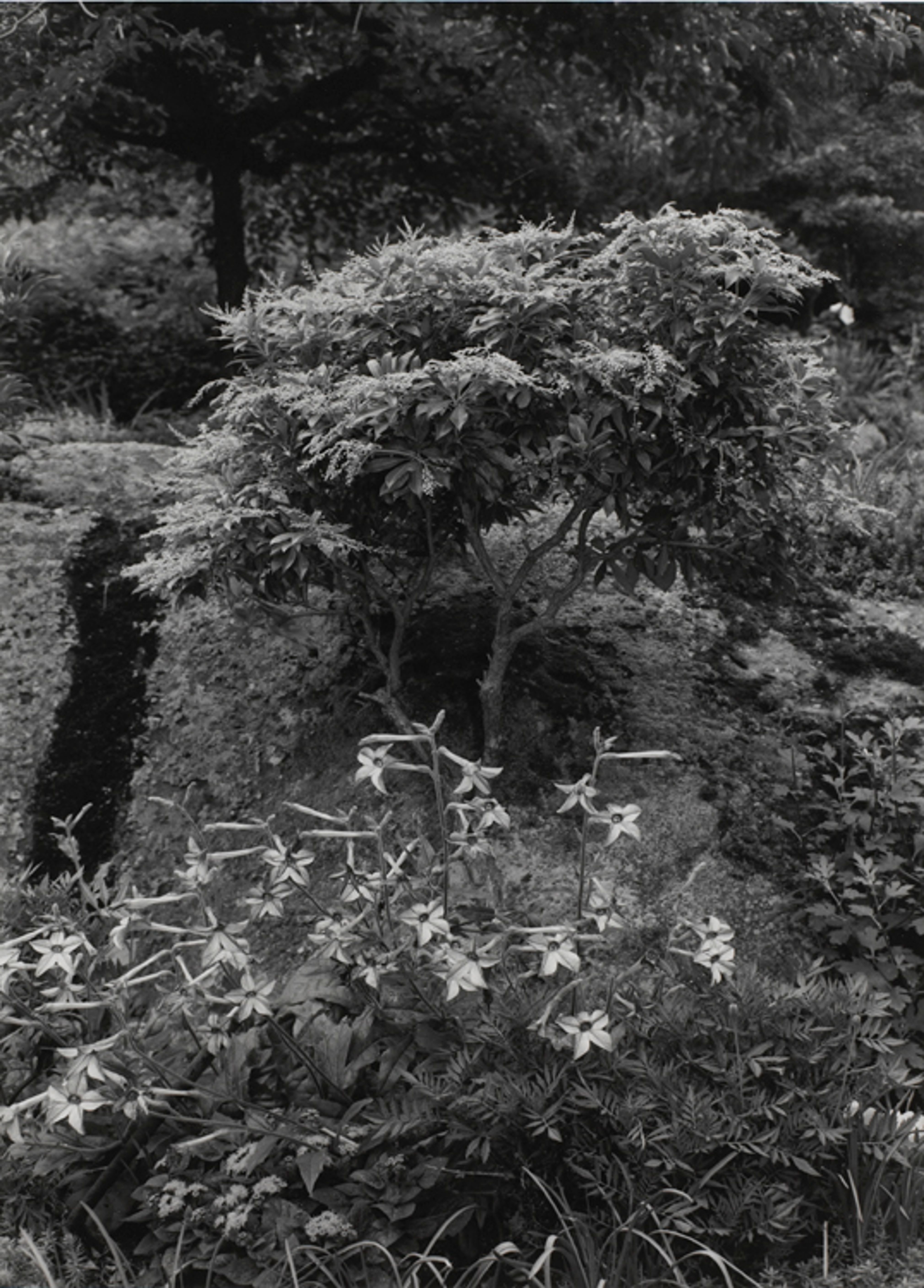 Untitled, New York City (Small Tree and Flowers)