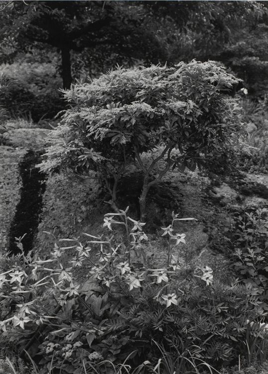 Untitled, New York City (Small Tree and Flowers)