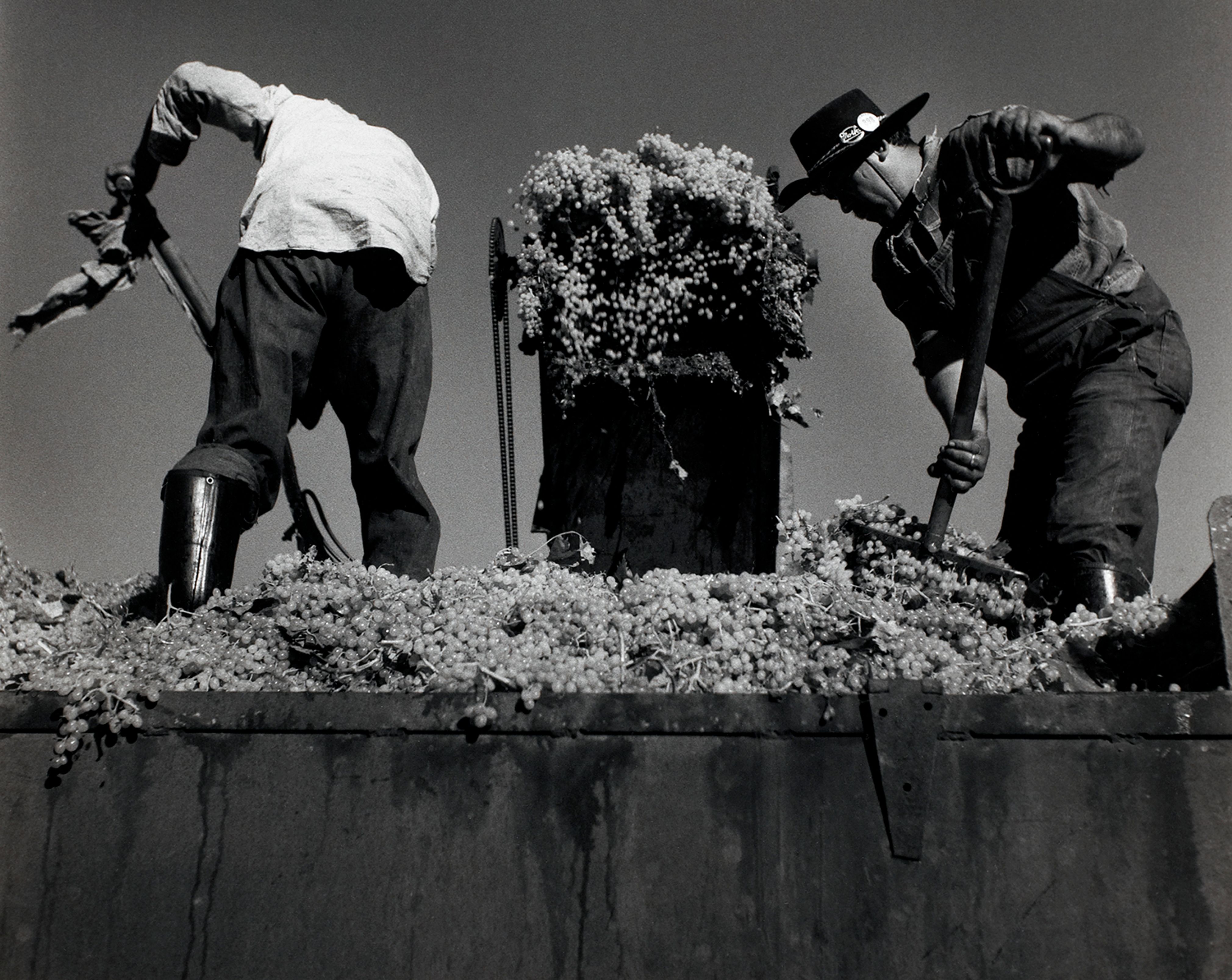 Two Men Shoveling Grapes