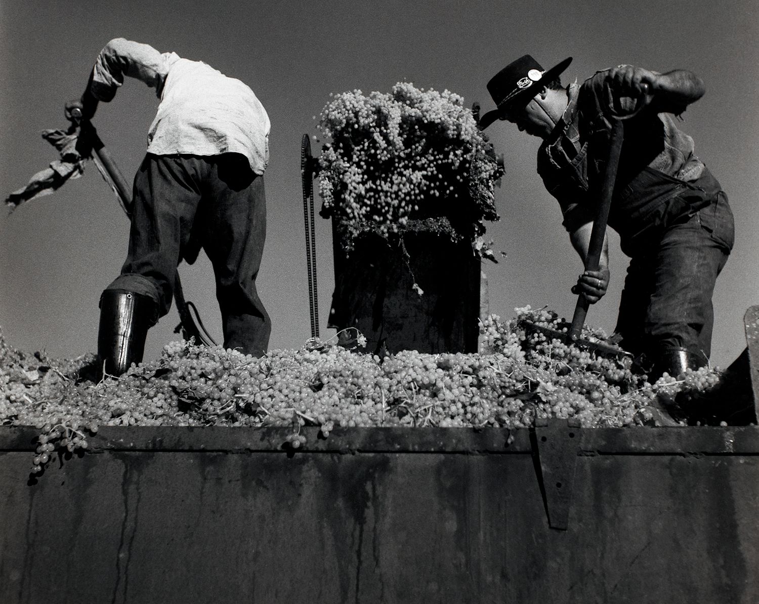 Two Men Shoveling Grapes