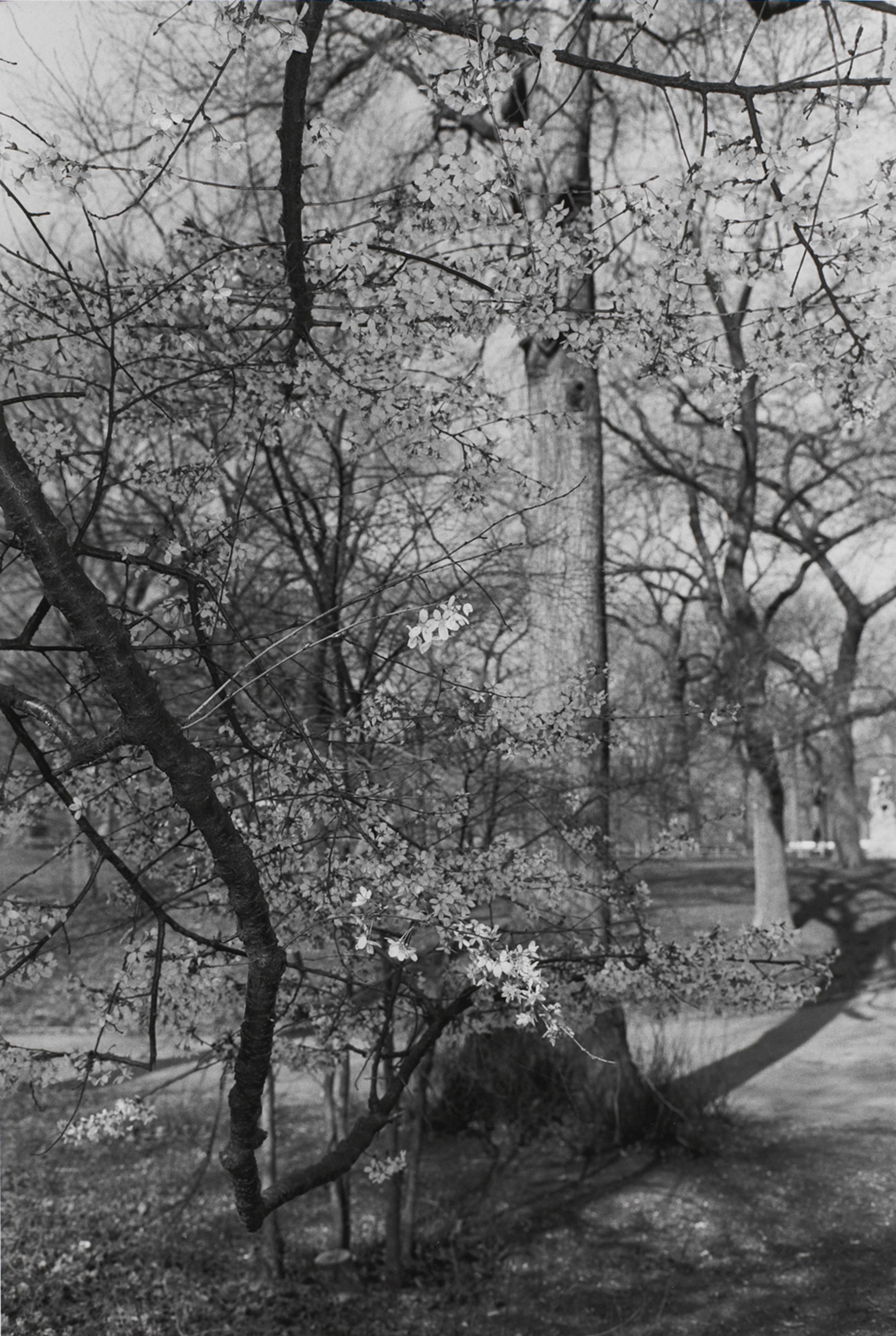 Untitled, New York City (Cherry Blossoms)