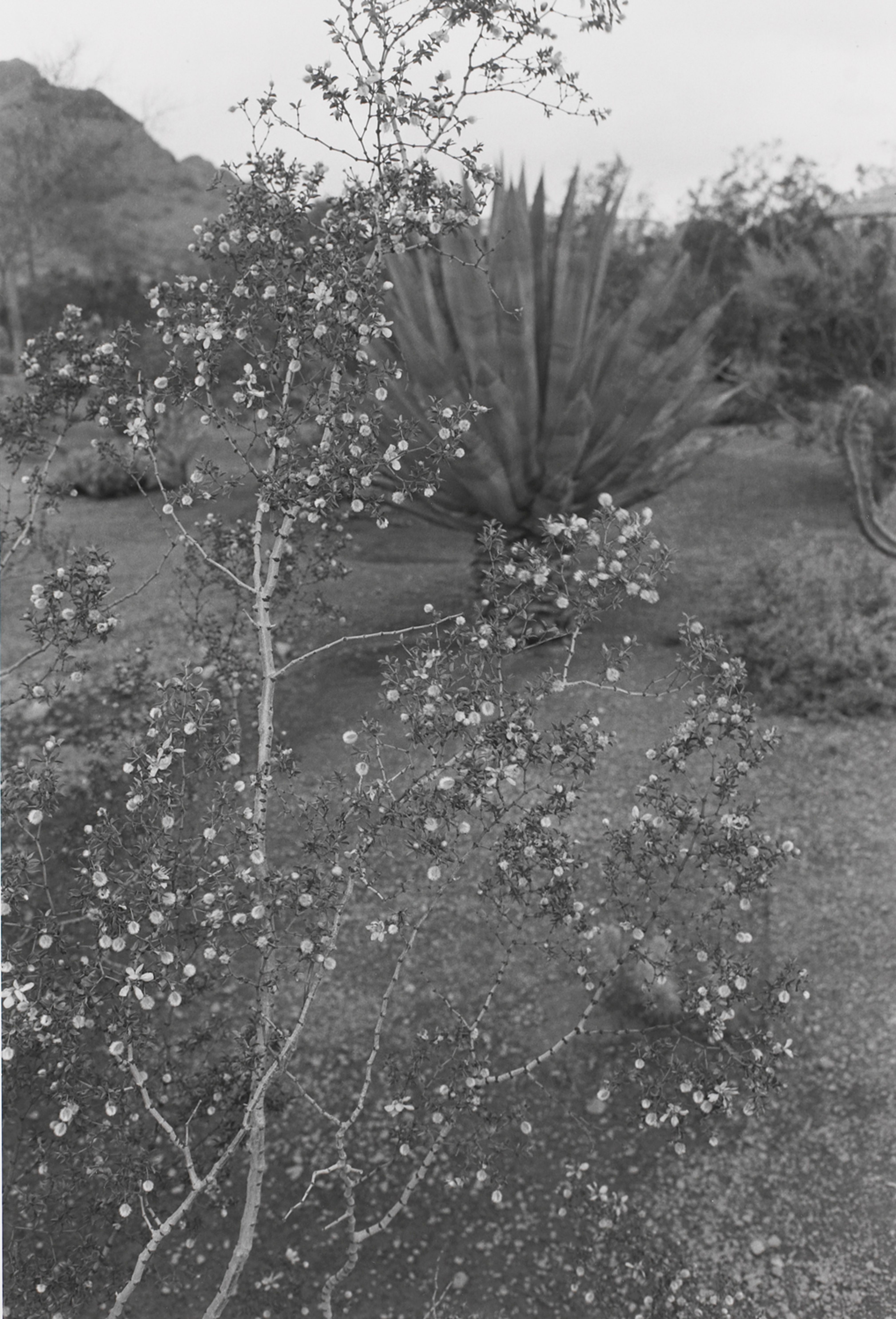 Untitled, Phoenix, Arizona (Blooming Bush)