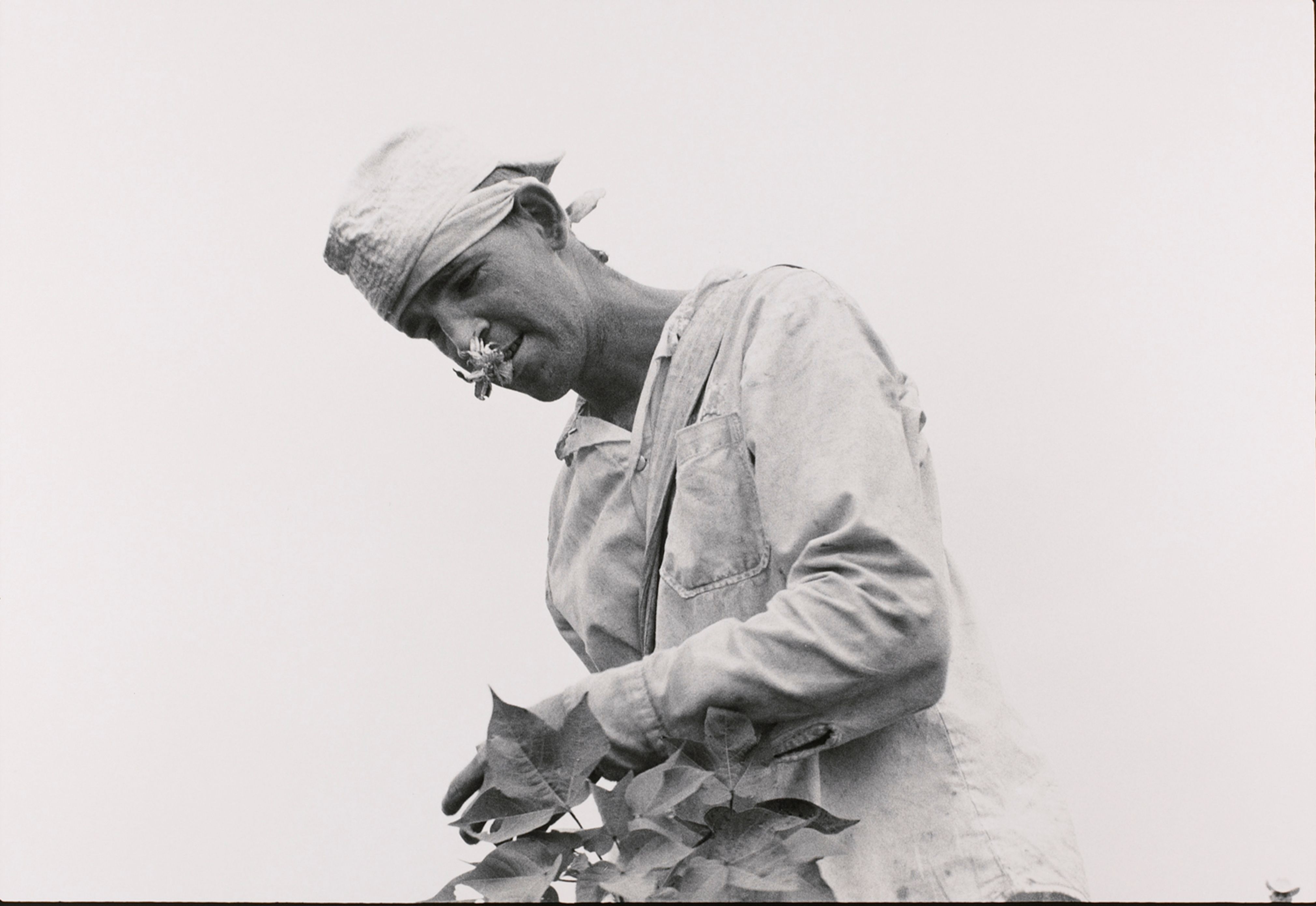 Cotton picker; life sentence, robbery
