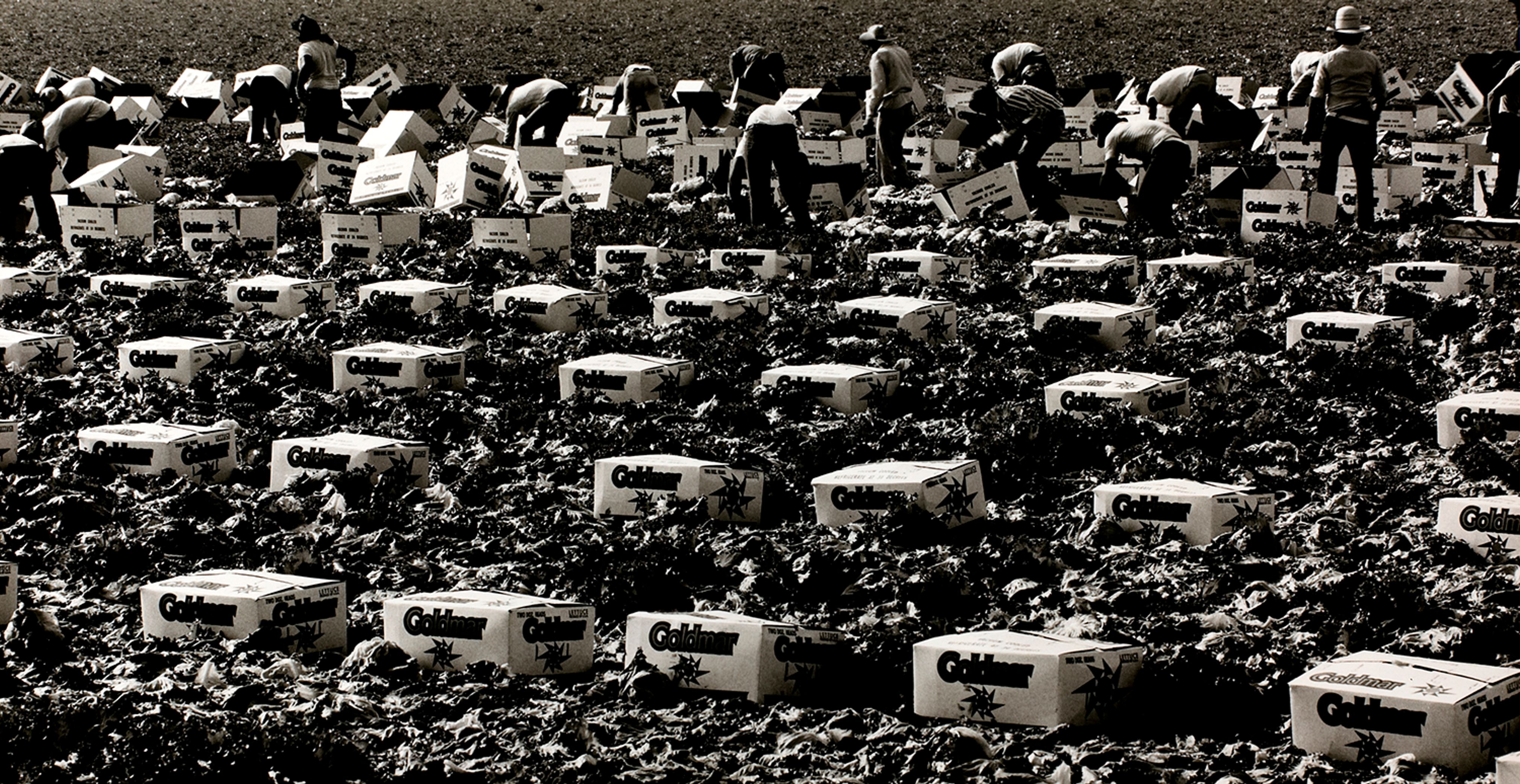 Lettuce Pickers, Brawley, California