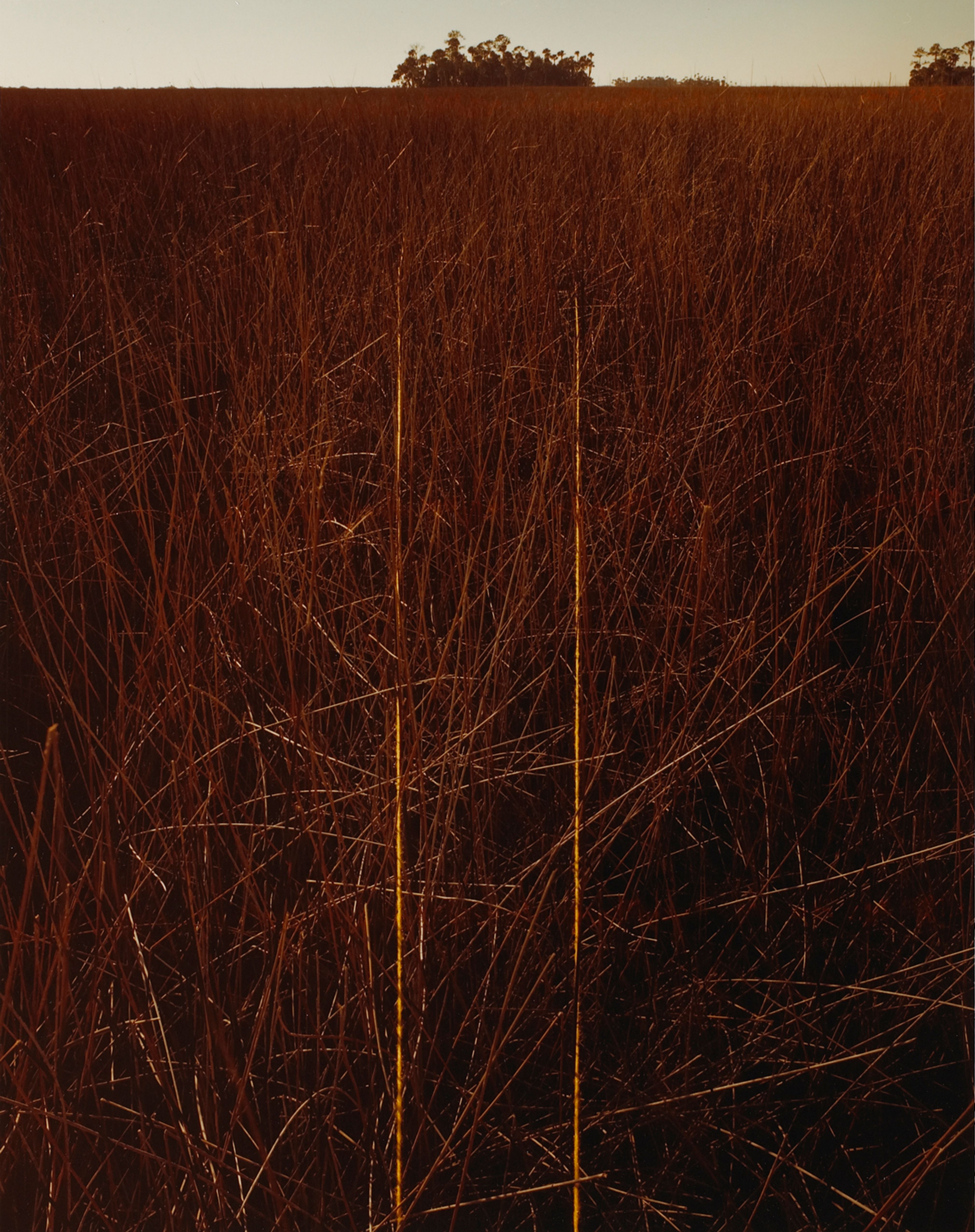 Marsh Grass and Hammock, Pine Island, Fla.