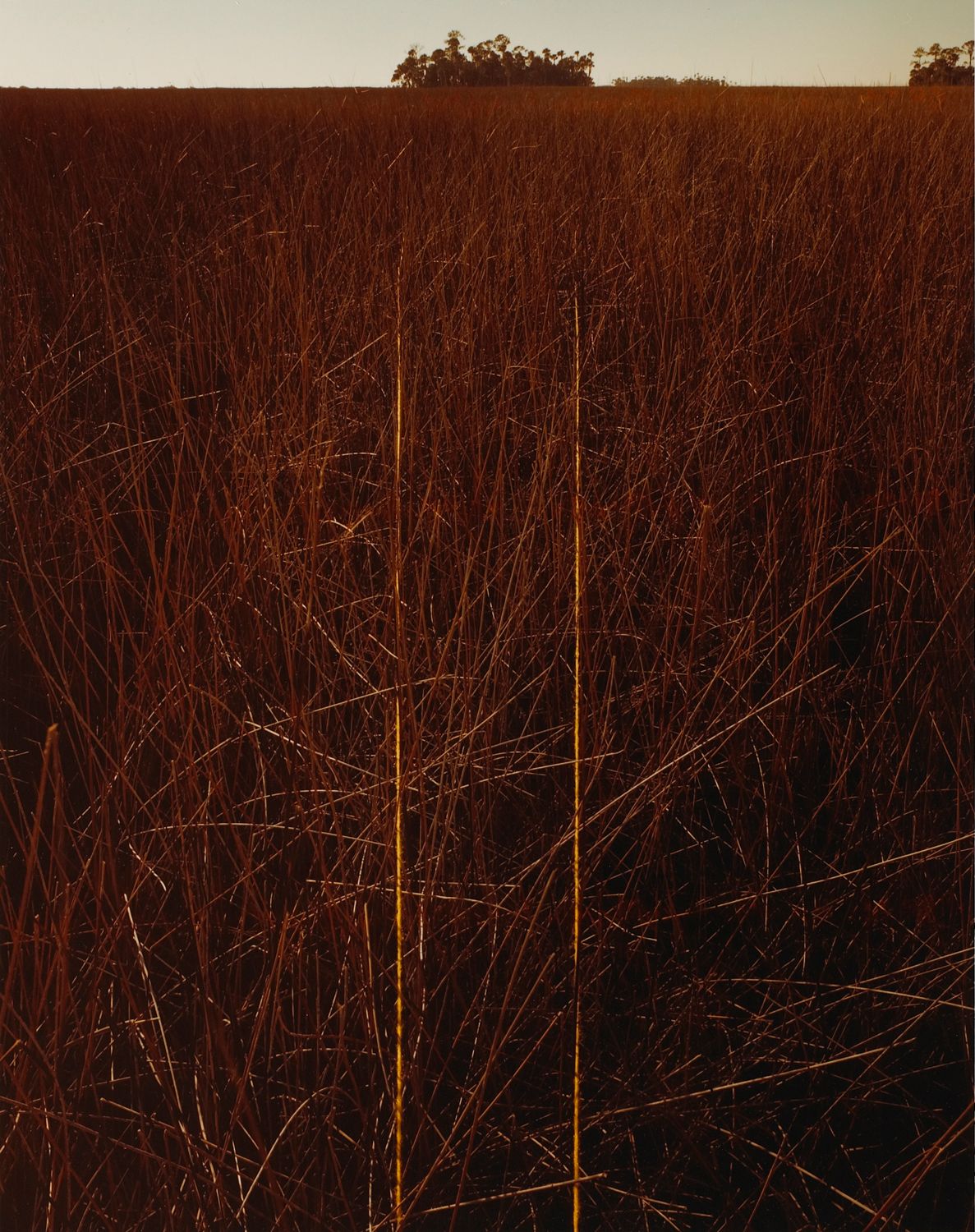 Marsh Grass and Hammock, Pine Island, Fla.
