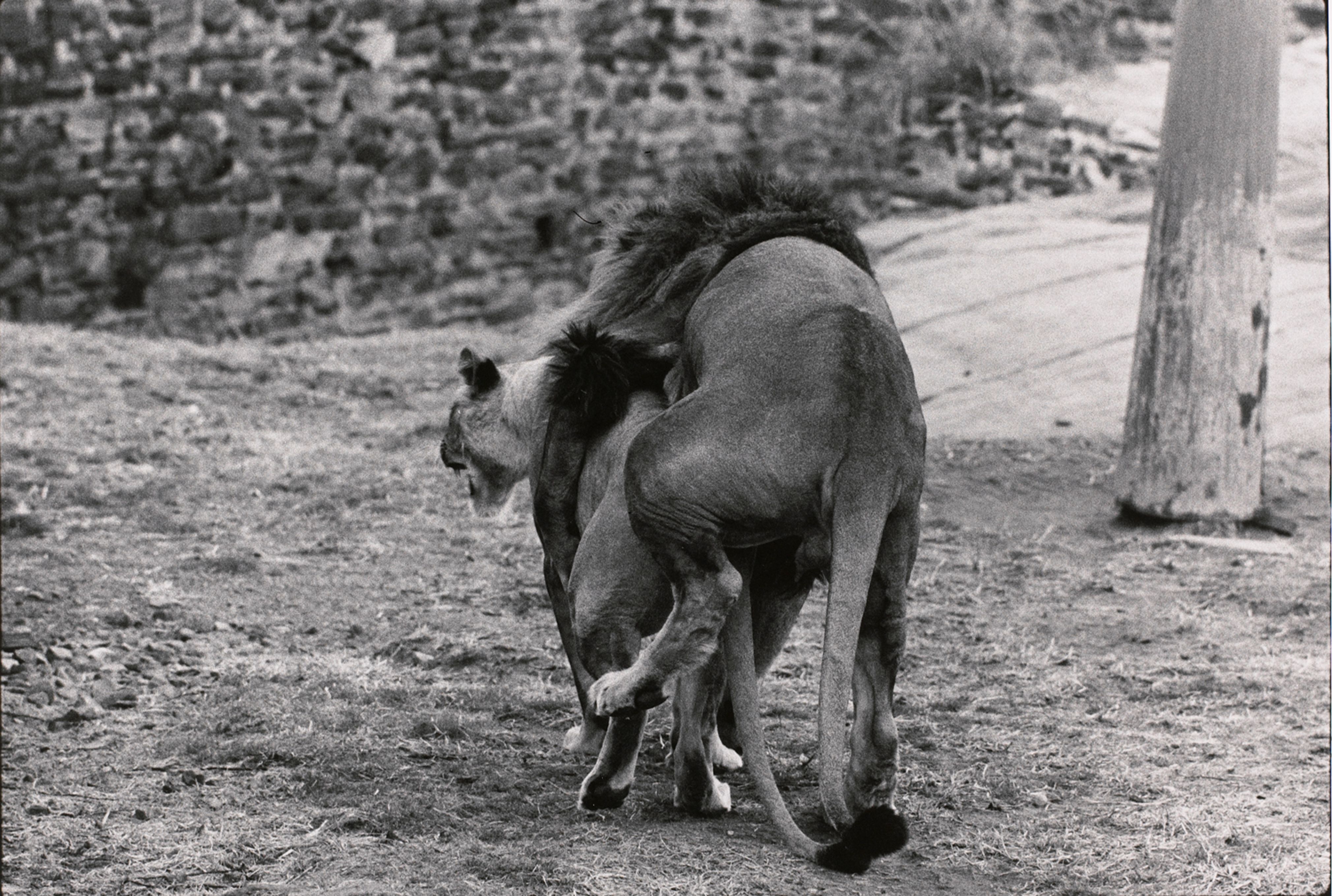 Untitled (A lion mounting a lioness)