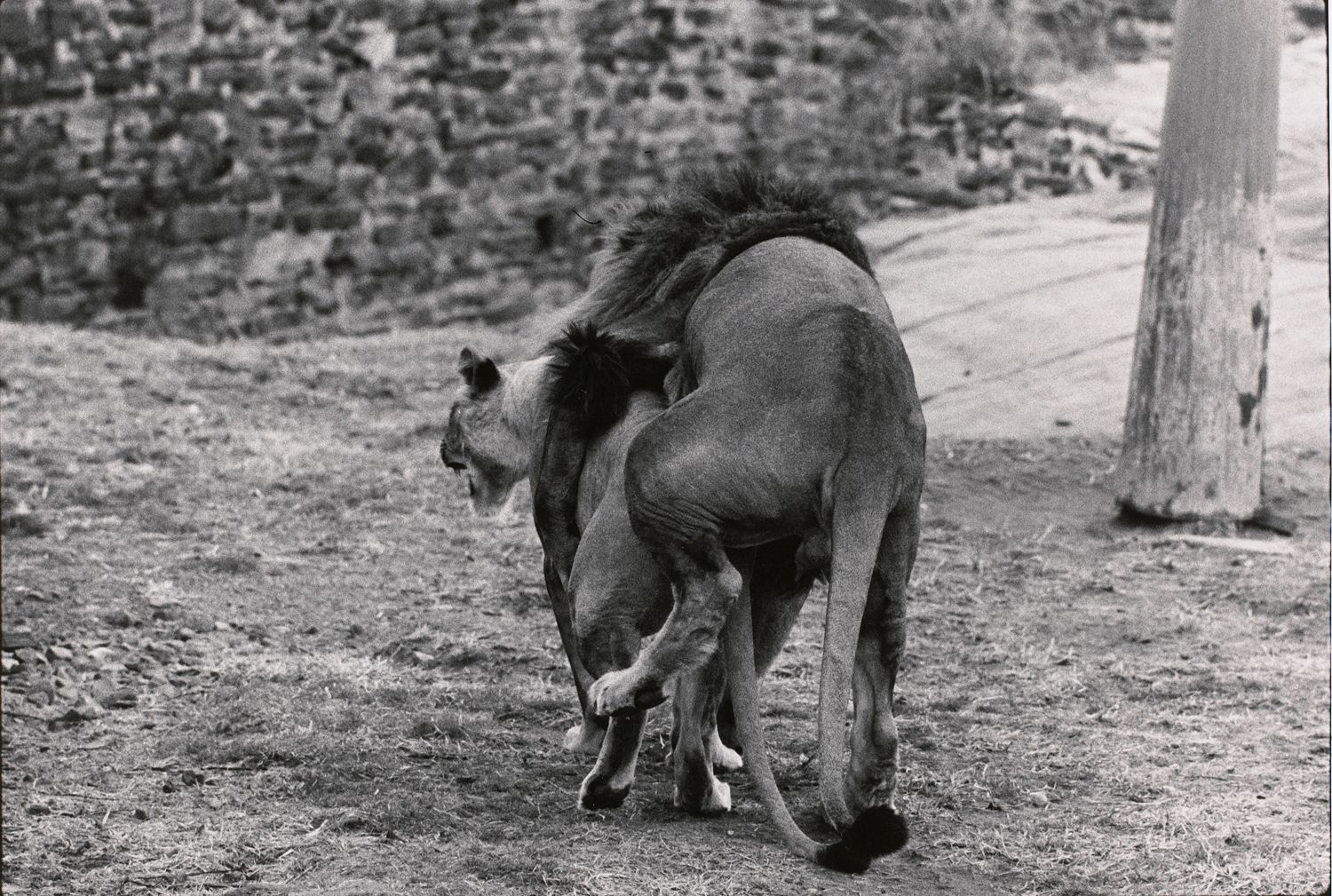 Untitled (A lion mounting a lioness)
