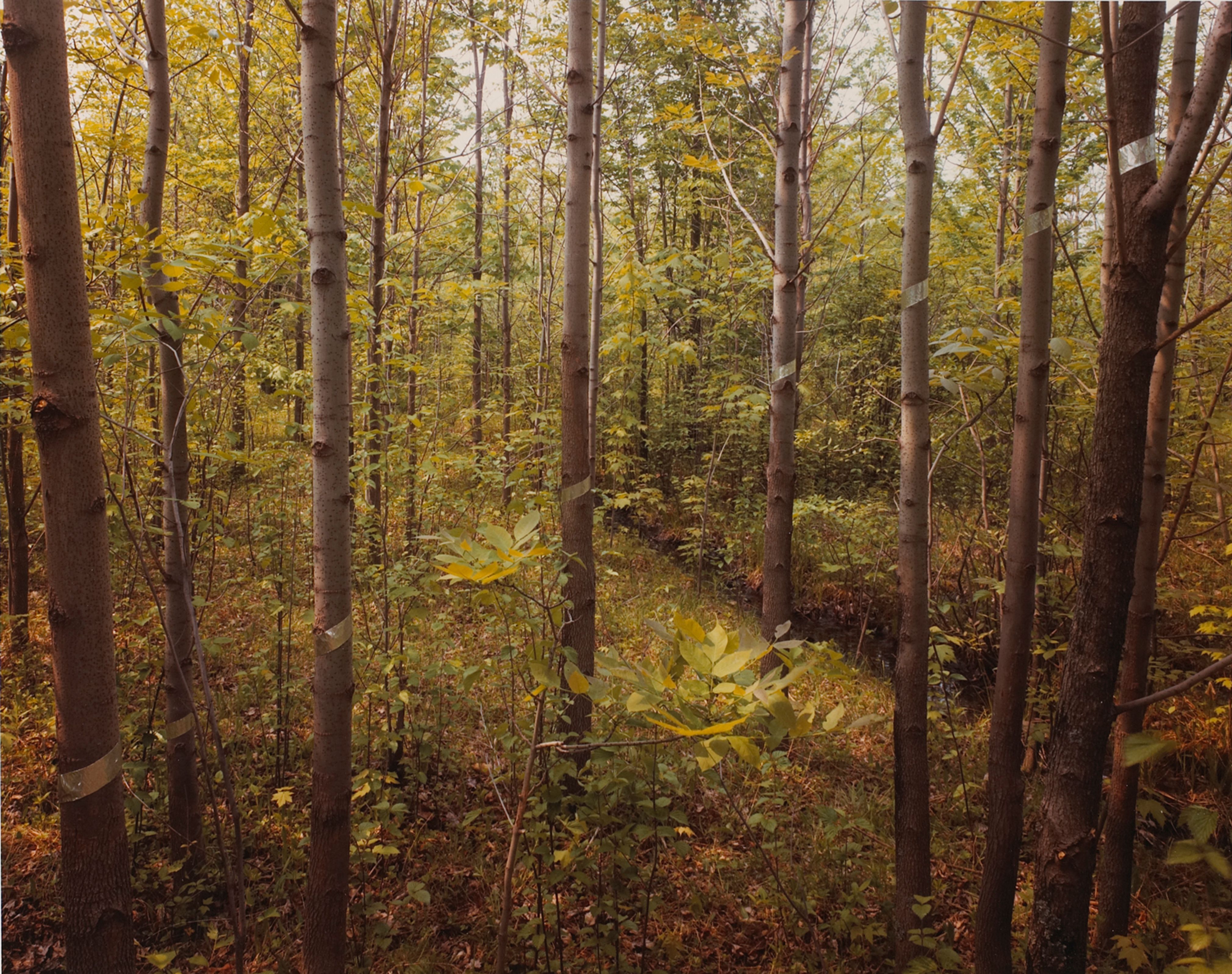 Silver Tape, Diagonal Line, Silver Creek, New York