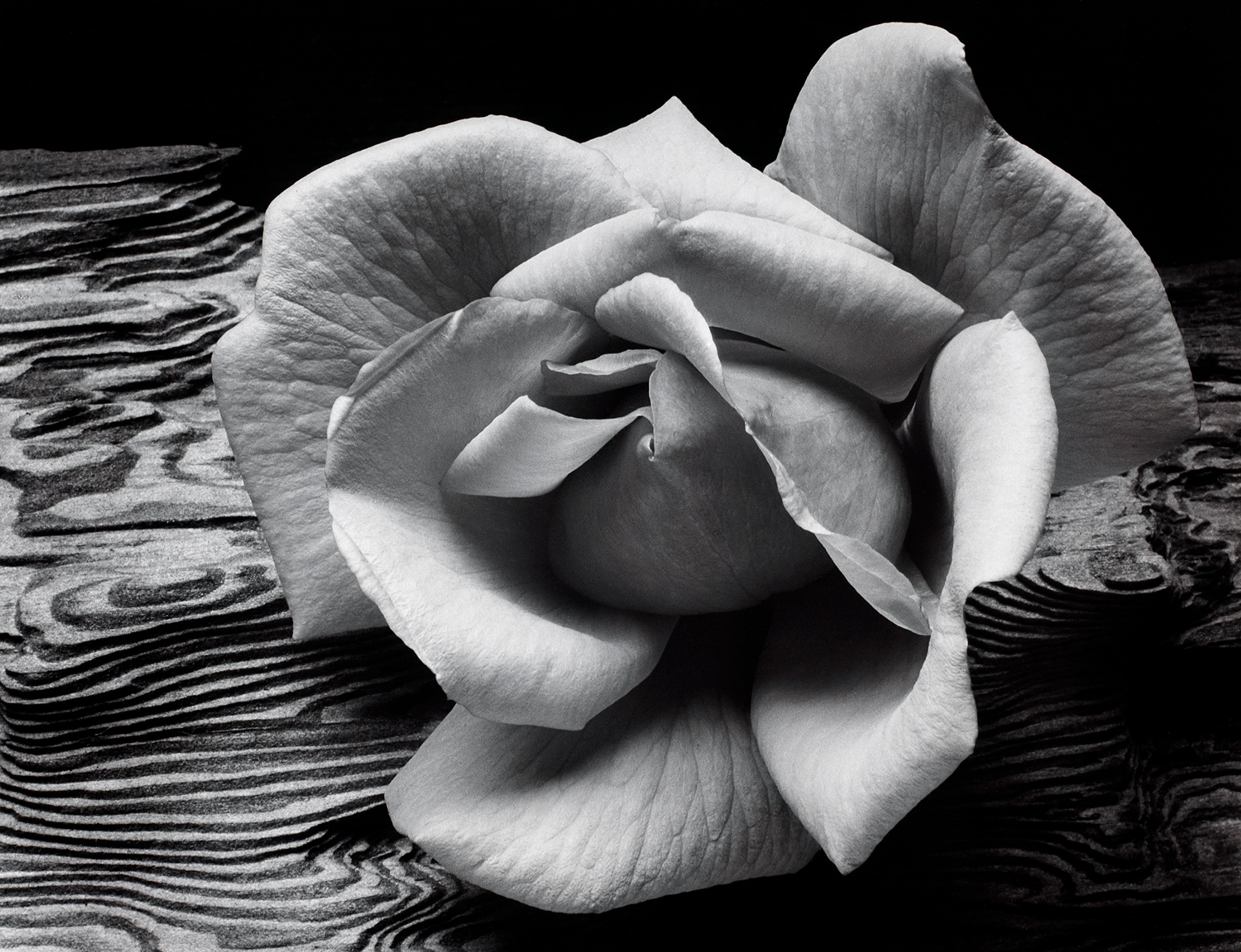 Rose and Driftwood