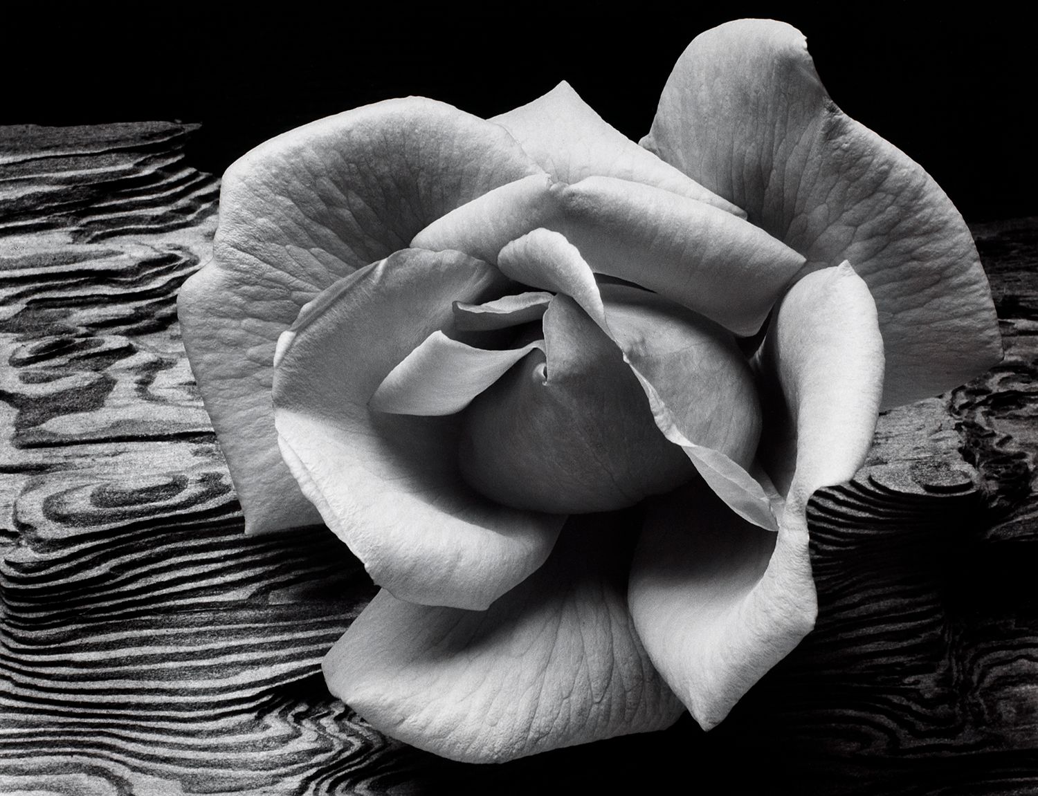 Rose and Driftwood