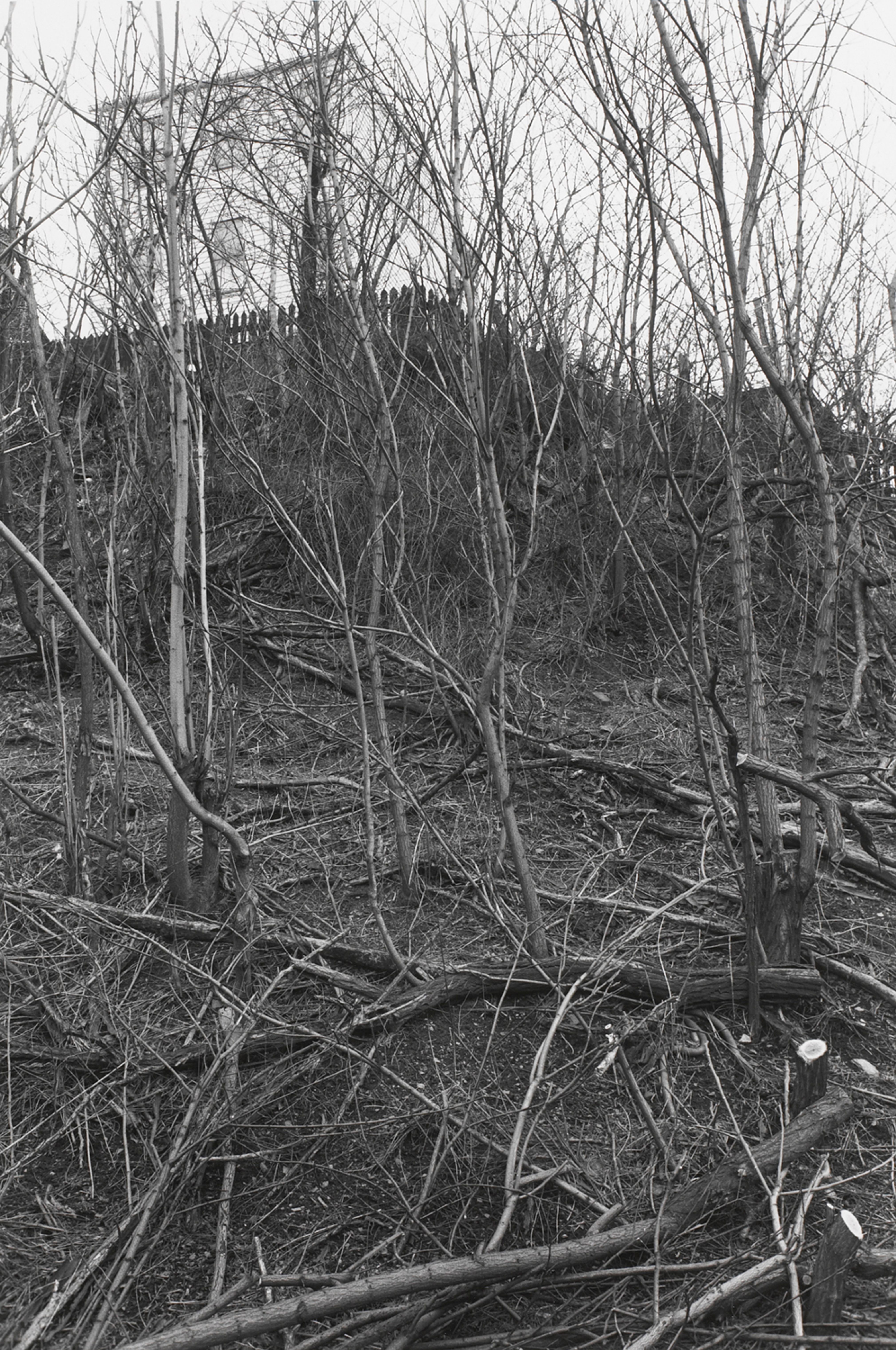 PITTSBURGH, PENNSYLVANIA (fallen trees)