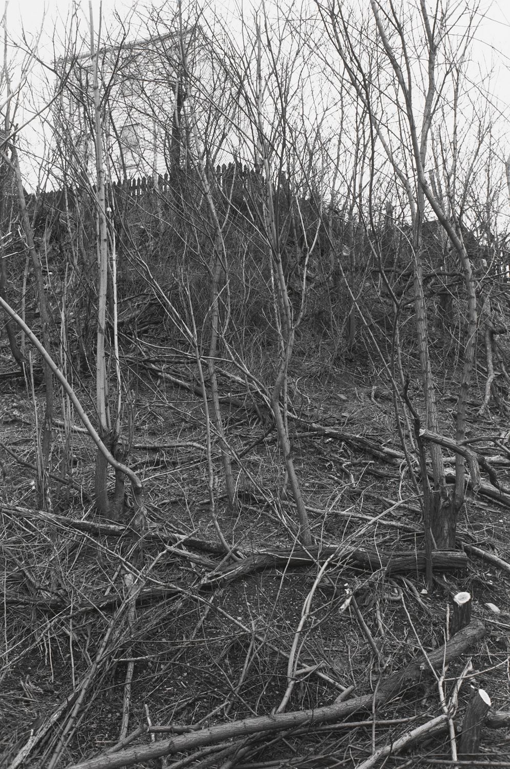 PITTSBURGH, PENNSYLVANIA (fallen trees)