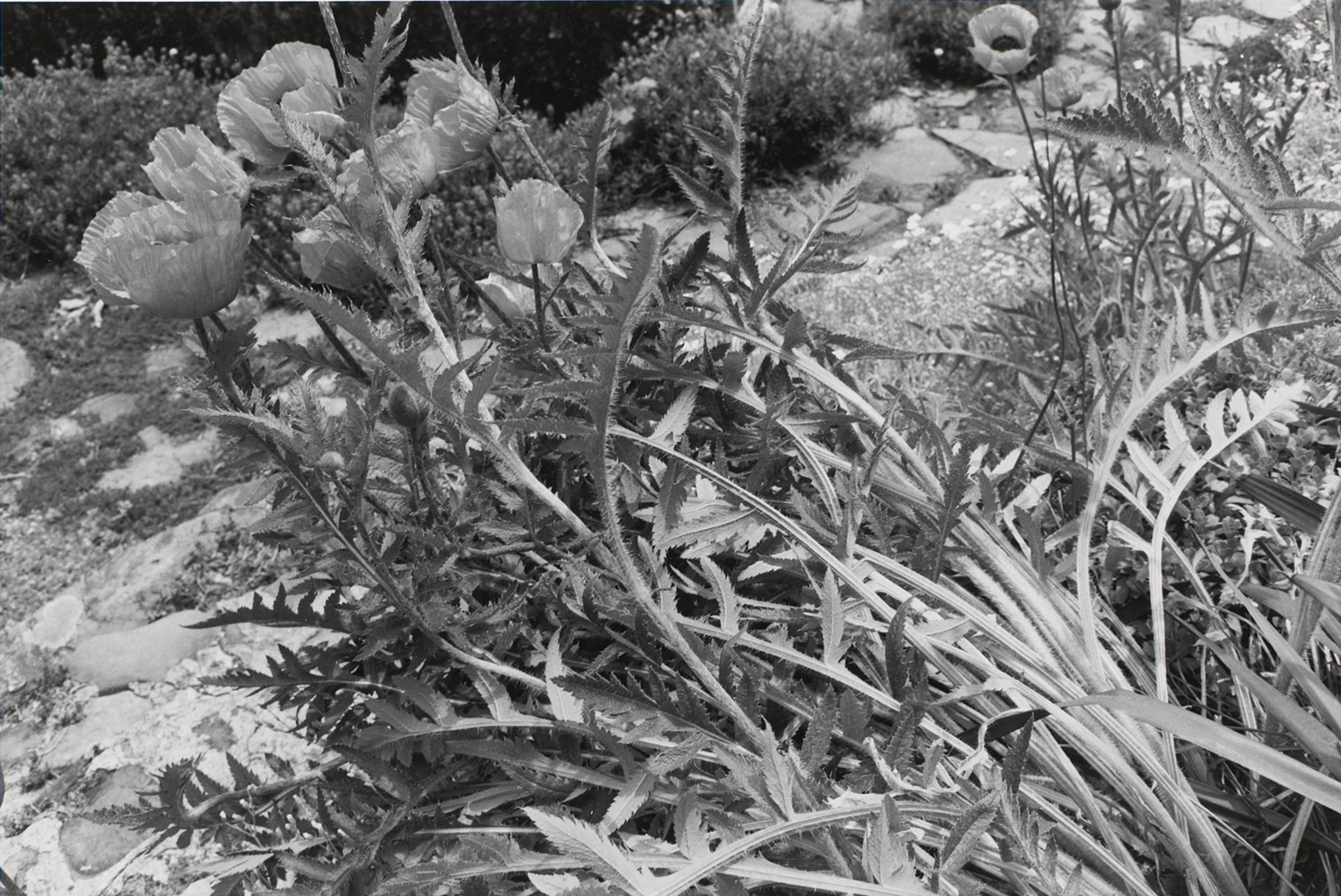 Untitled, Crarryville, New York (Prickly Stems)