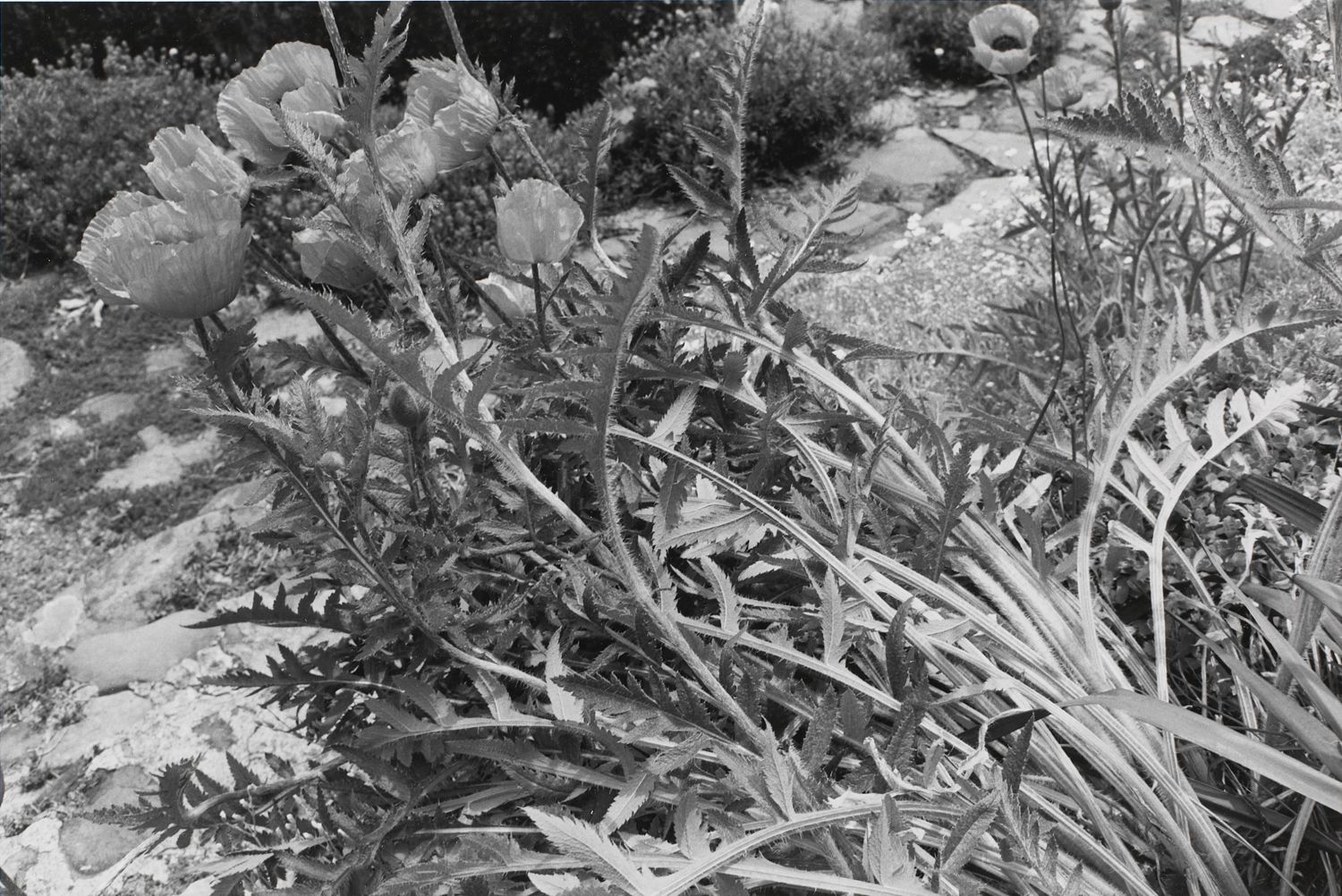 Untitled, Crarryville, New York (Prickly Stems)