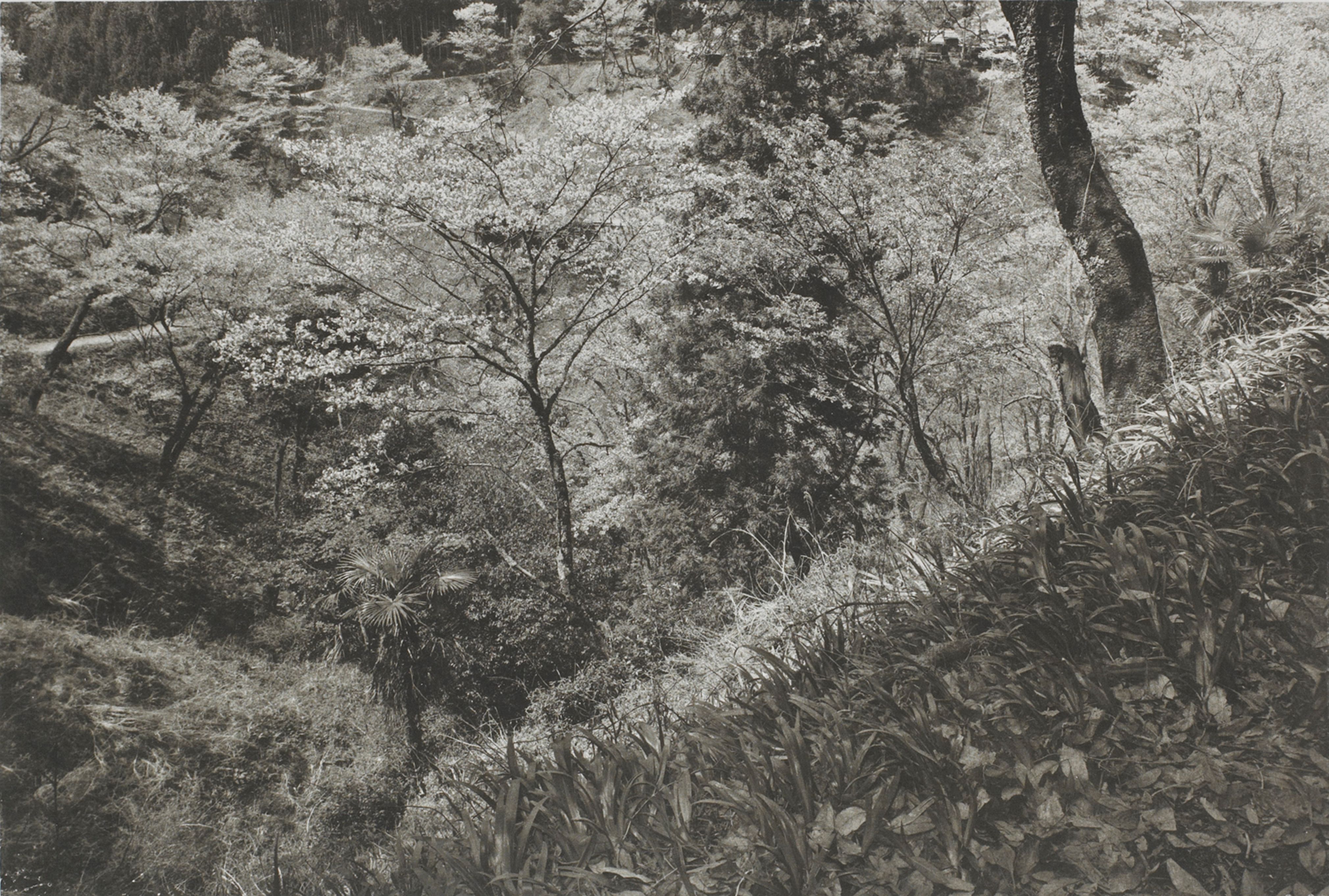 Yoshimo (meadows)