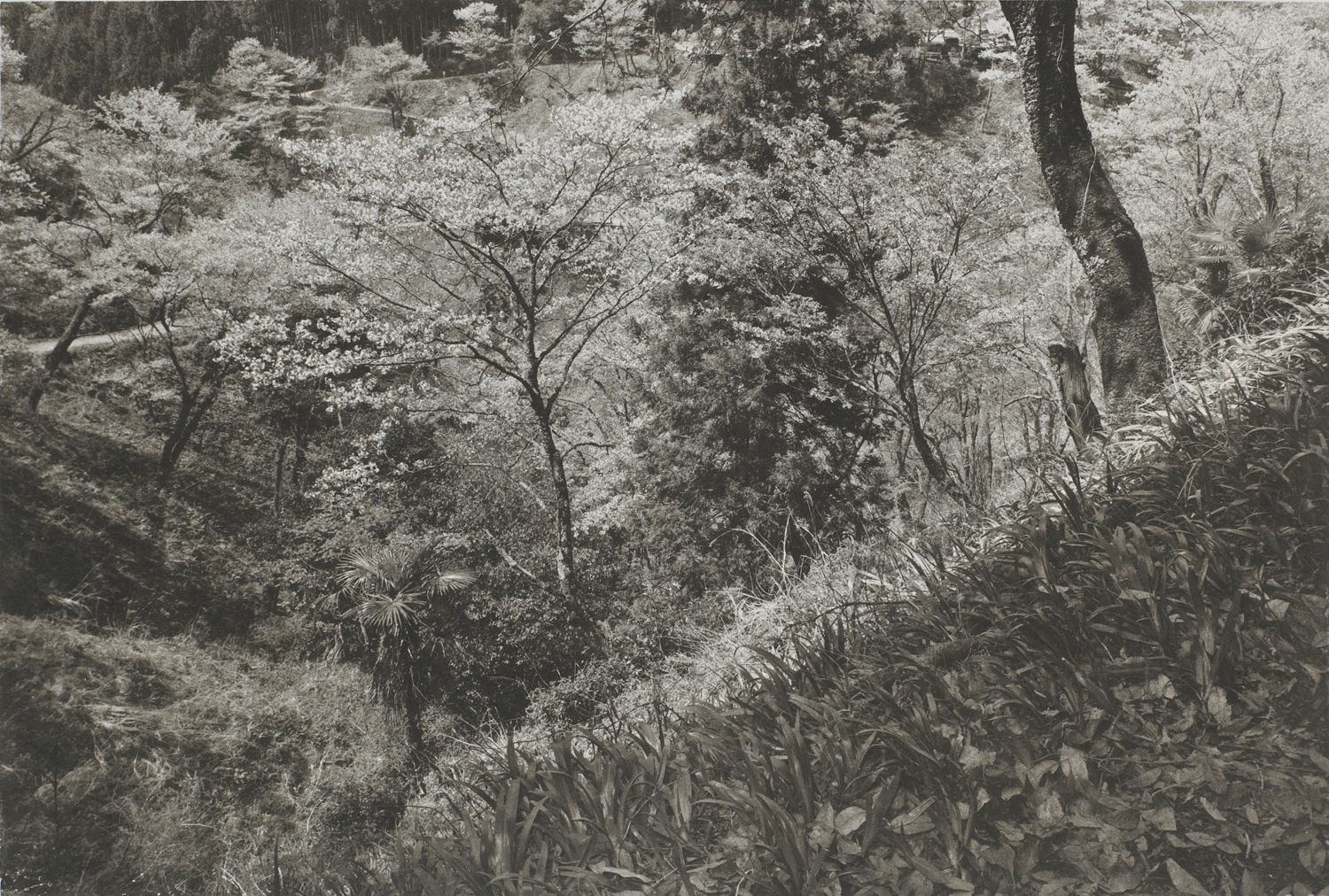 Yoshimo (meadows)