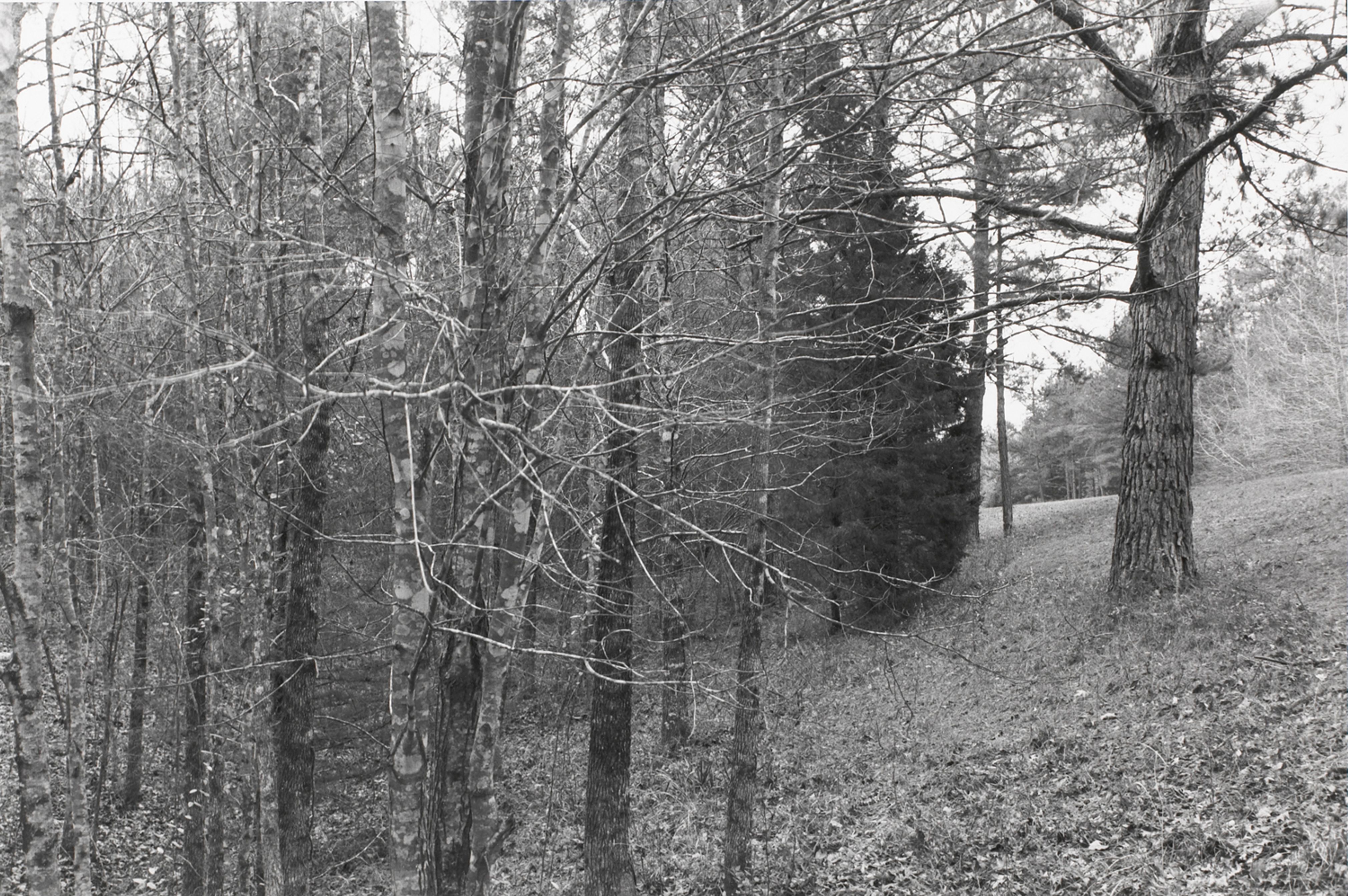Untitled from Shiloh National Military Park, Tenessee (trees/branches)