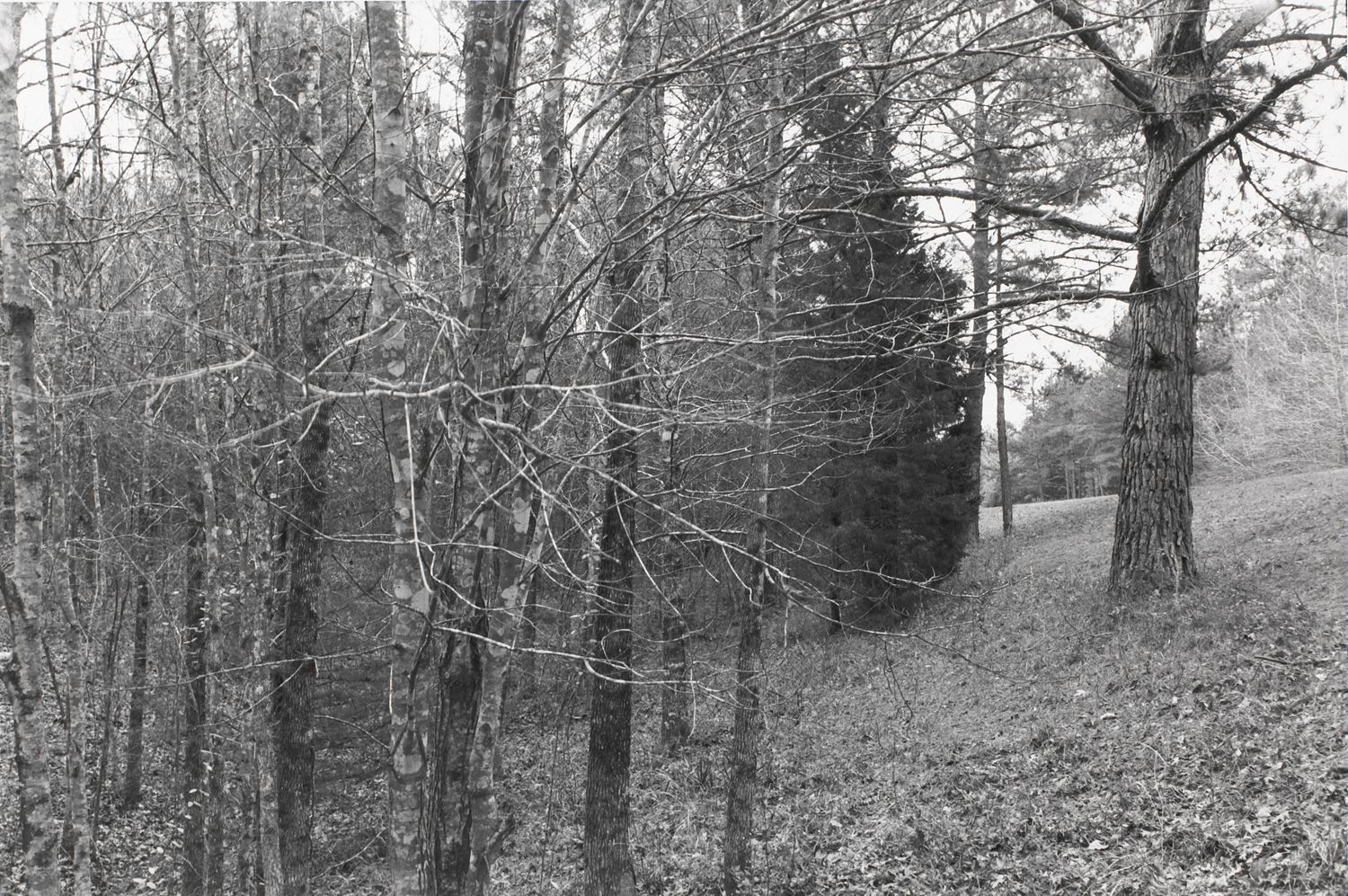 Untitled from Shiloh National Military Park, Tenessee (trees/branches)