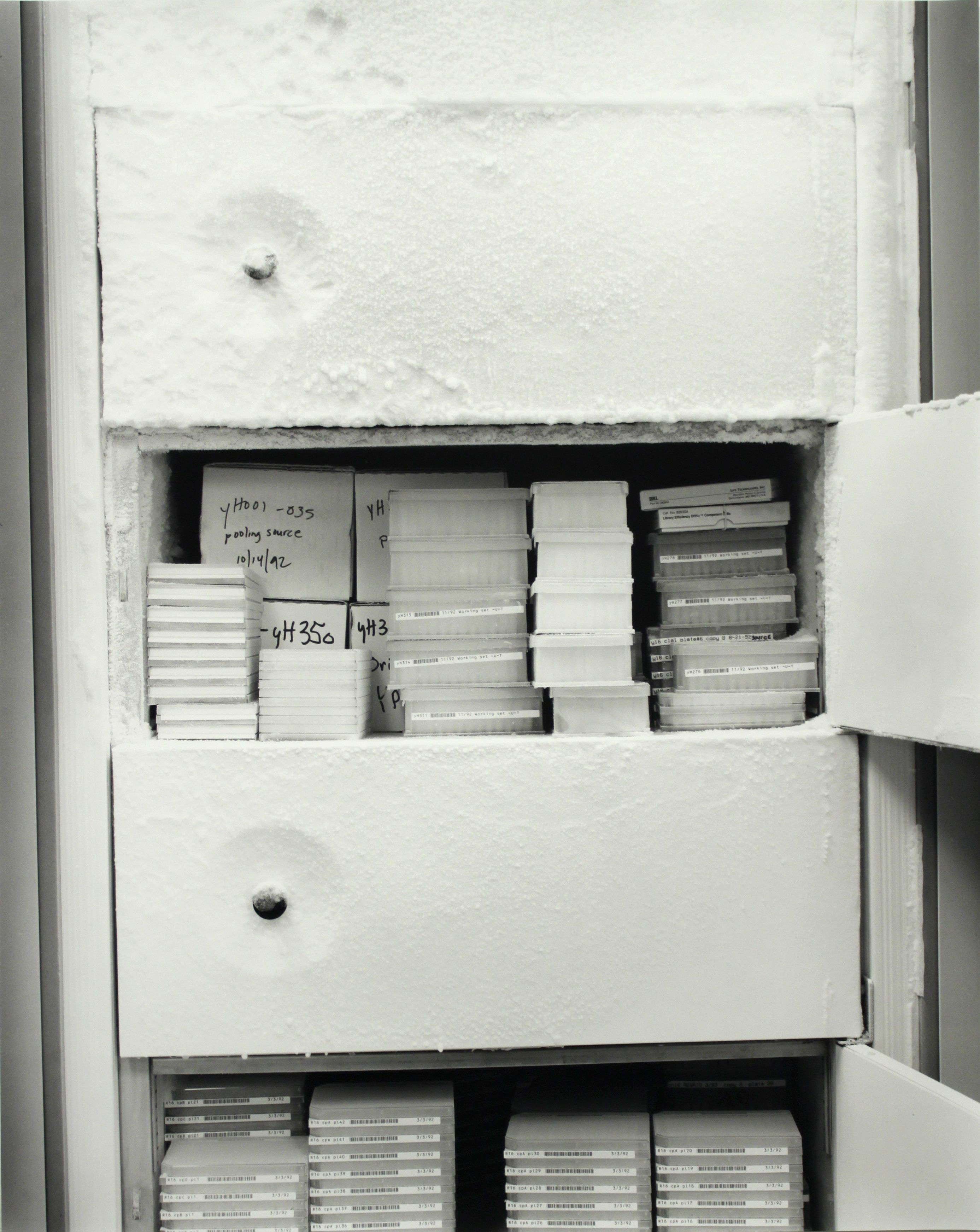 DNA Clone Library