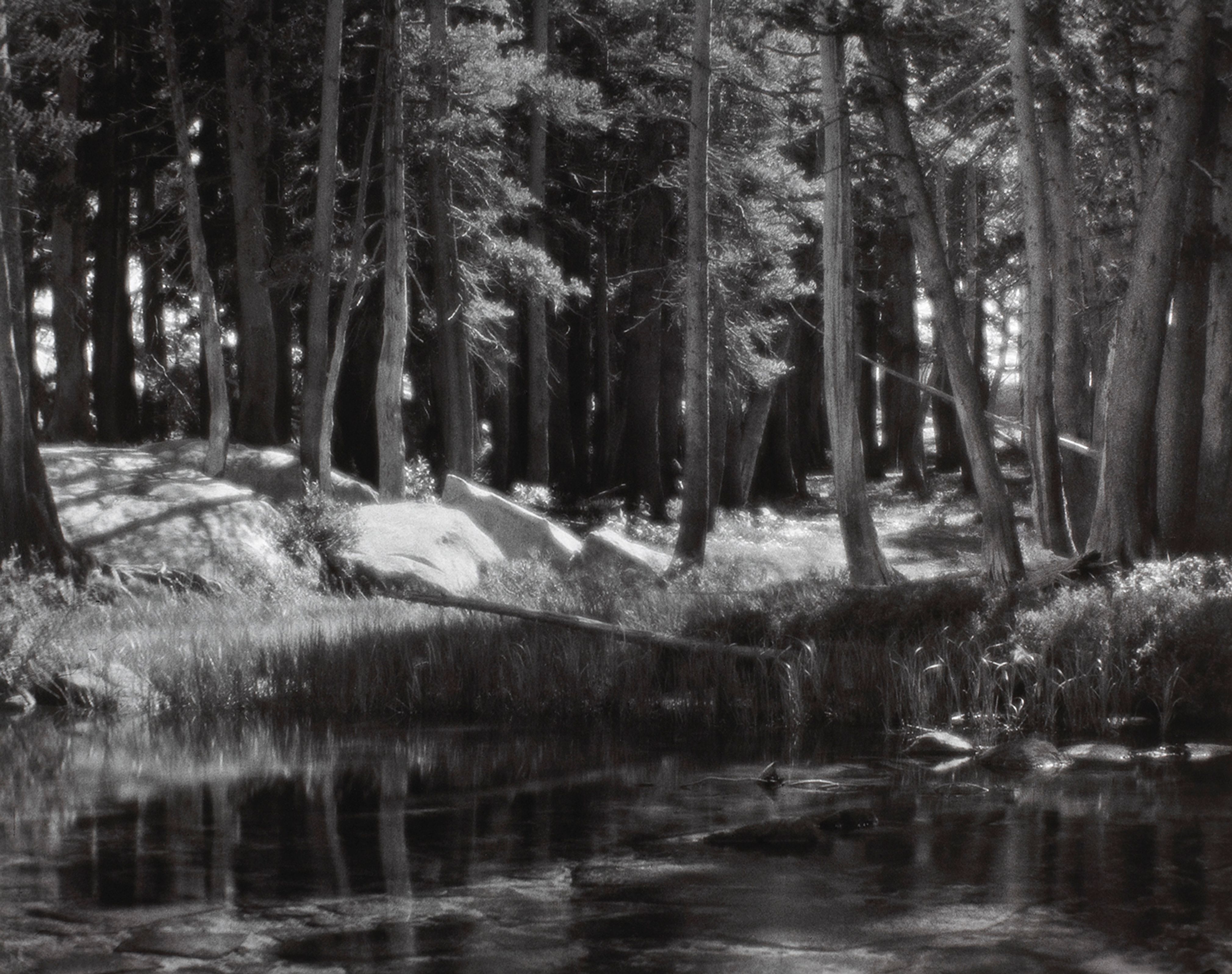 Lodgepole Pines