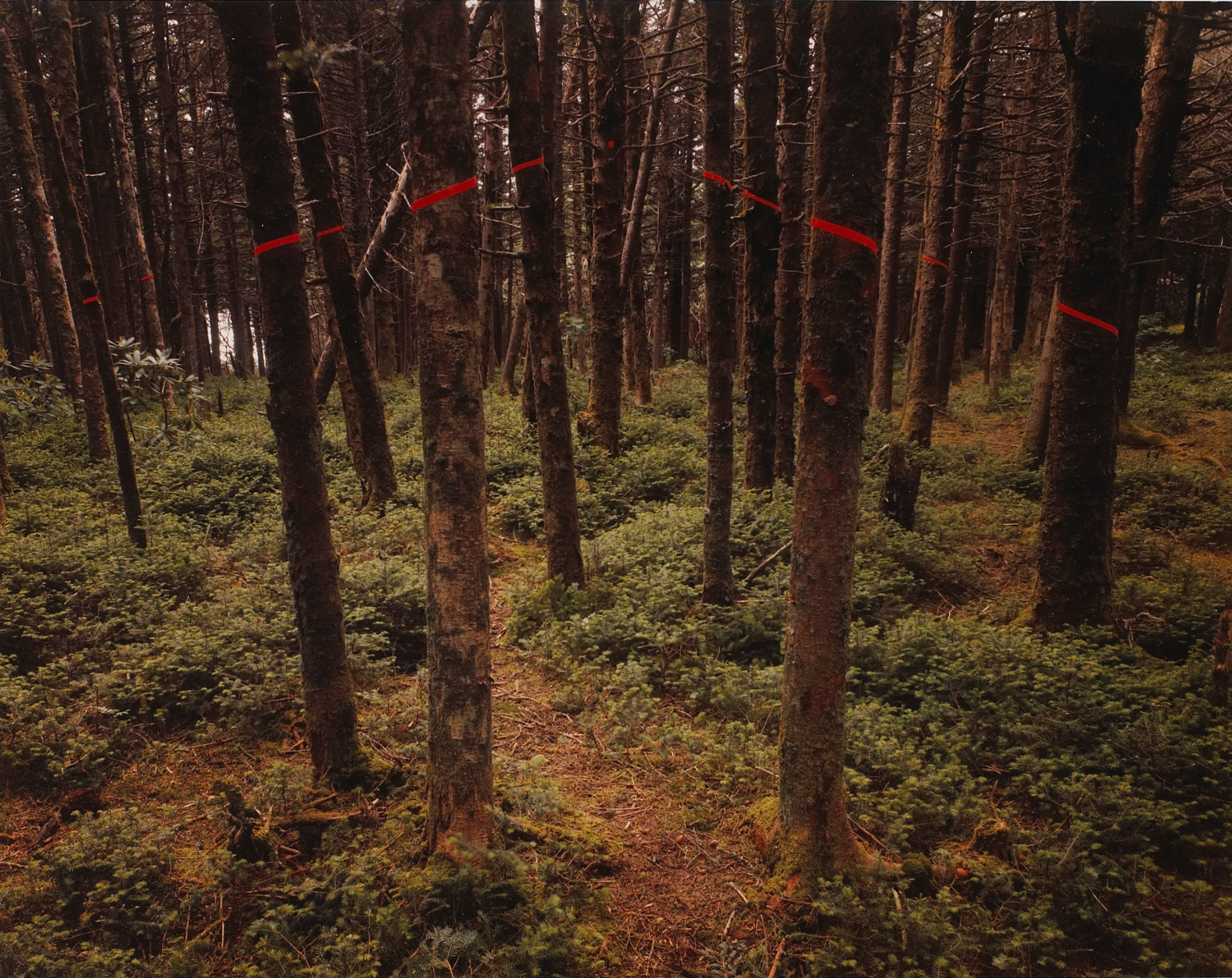 Red Chevron, Roan Mountain, North Carolina