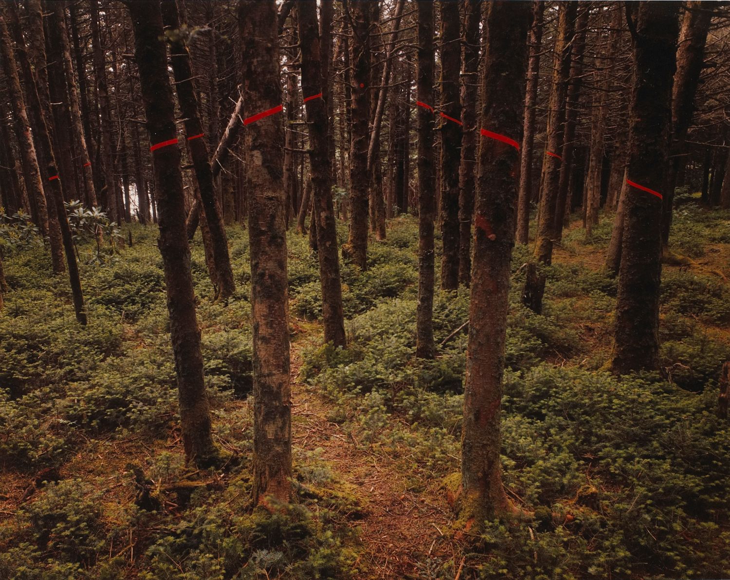 Red Chevron, Roan Mountain, North Carolina