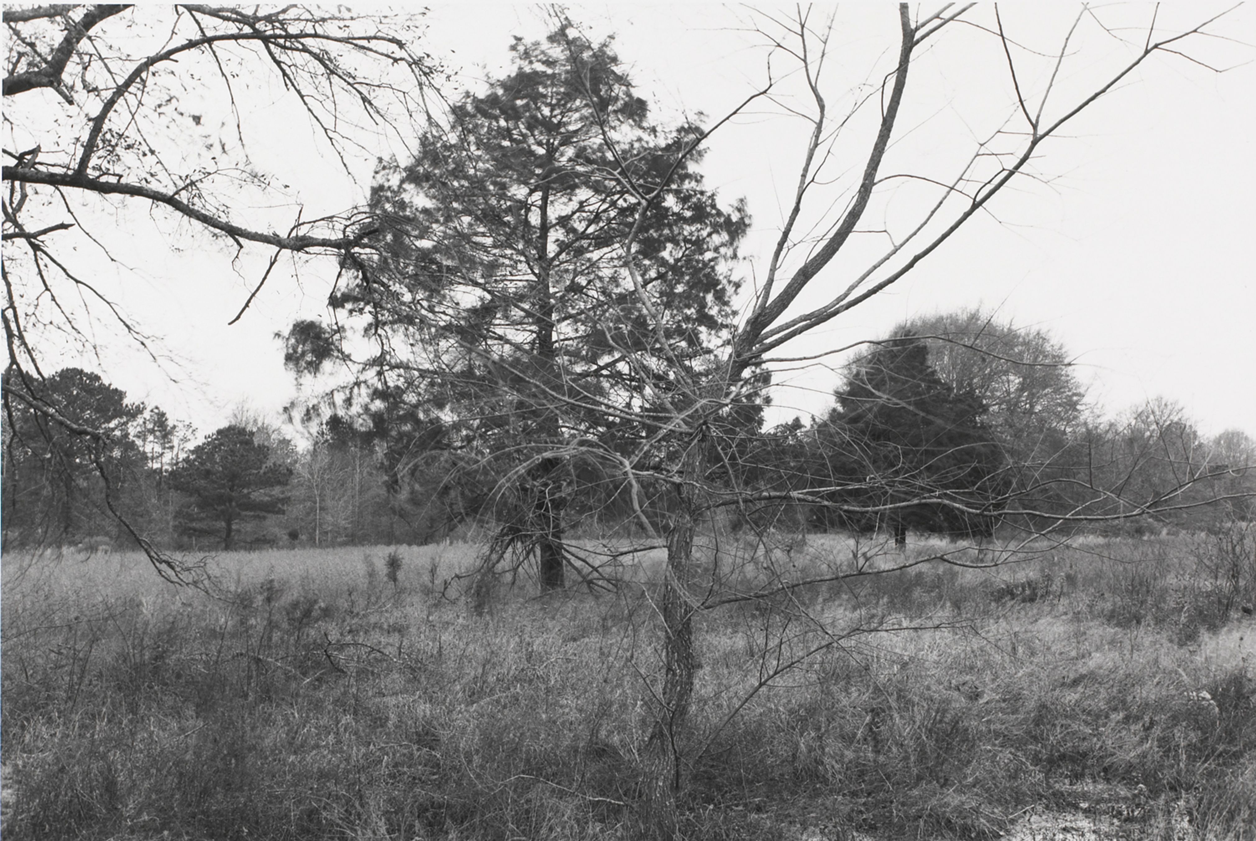 Untitled from Shiloh National Military Park, Tenessee (branches)