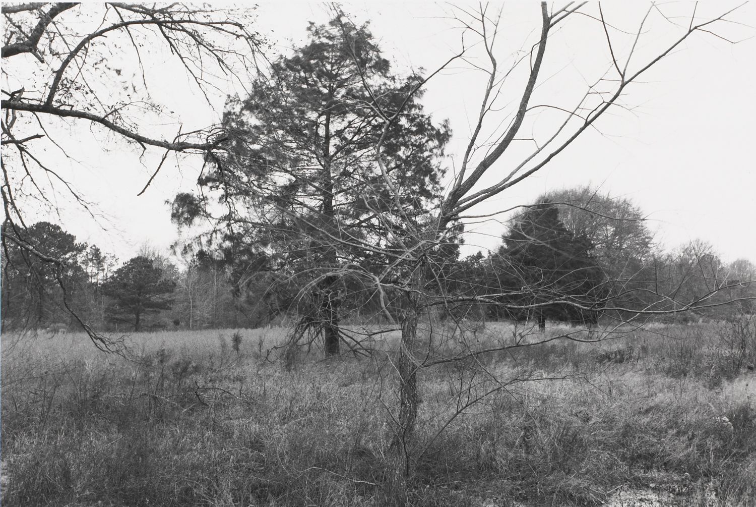 Untitled from Shiloh National Military Park, Tenessee (branches)