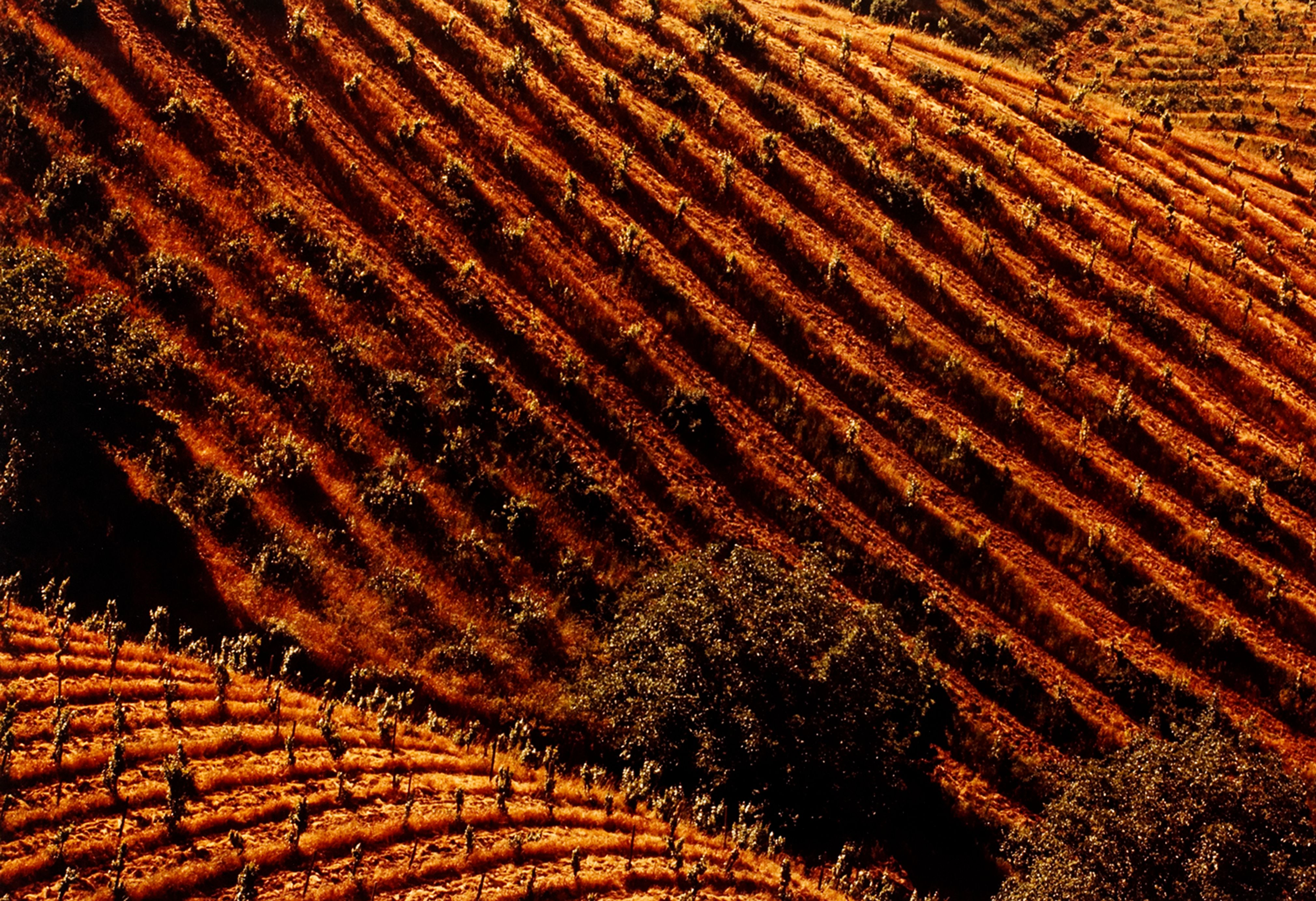 Tilled Vineyards