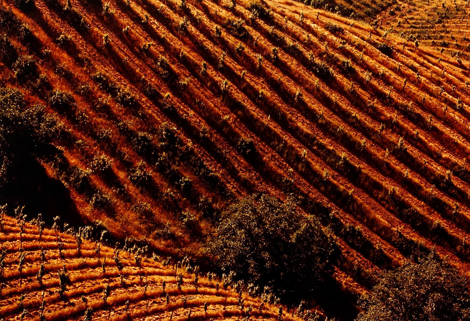 Tilled Vineyards