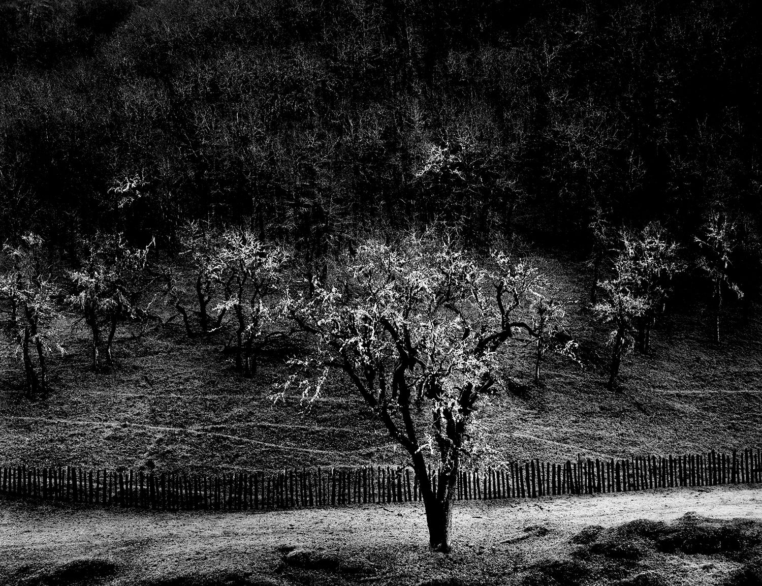 Oak Tree, Rain, Sonoma County, California