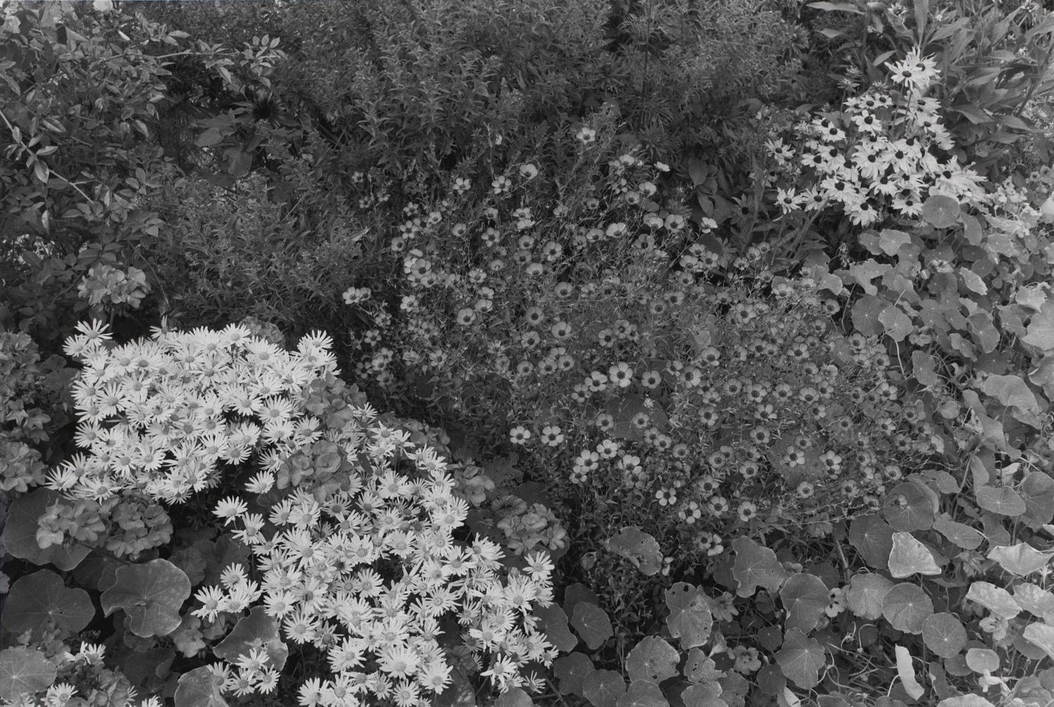 Untitled, Giverny, France (Field of Flowers)