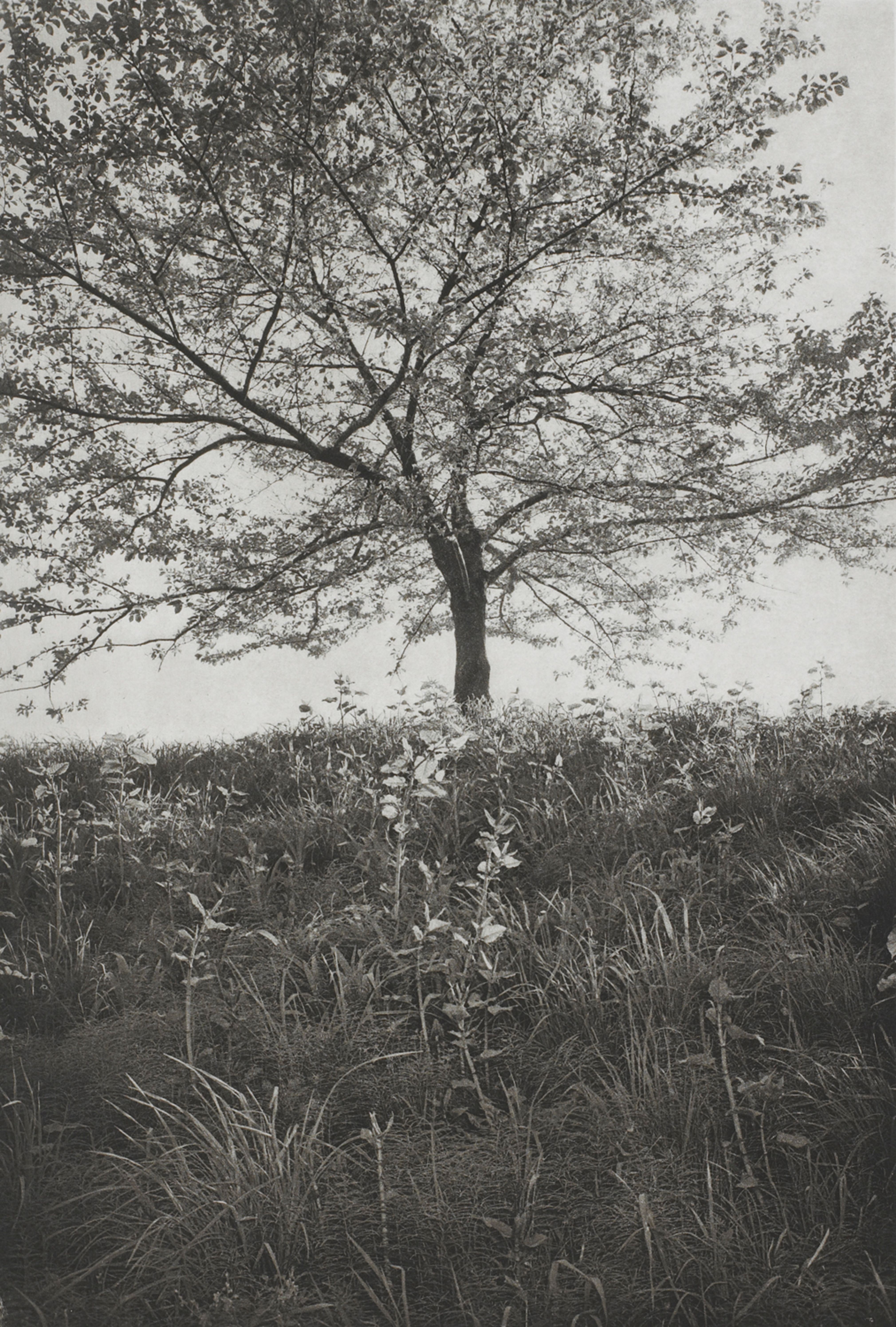 Tokyo (lone tree with tall grass)