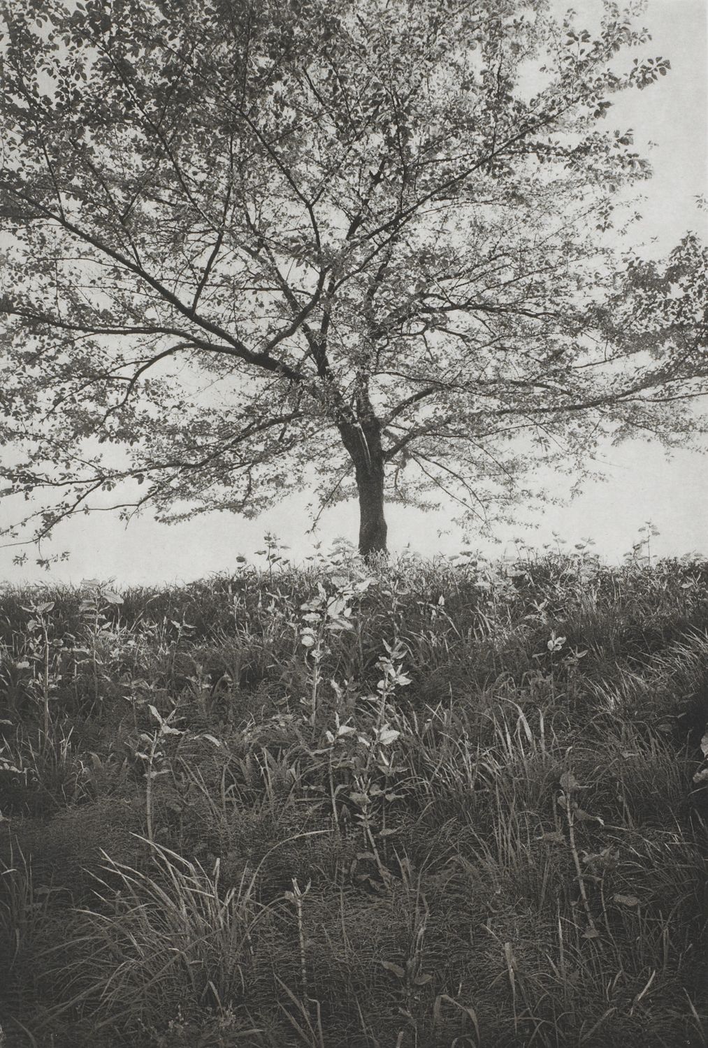 Tokyo (lone tree with tall grass)