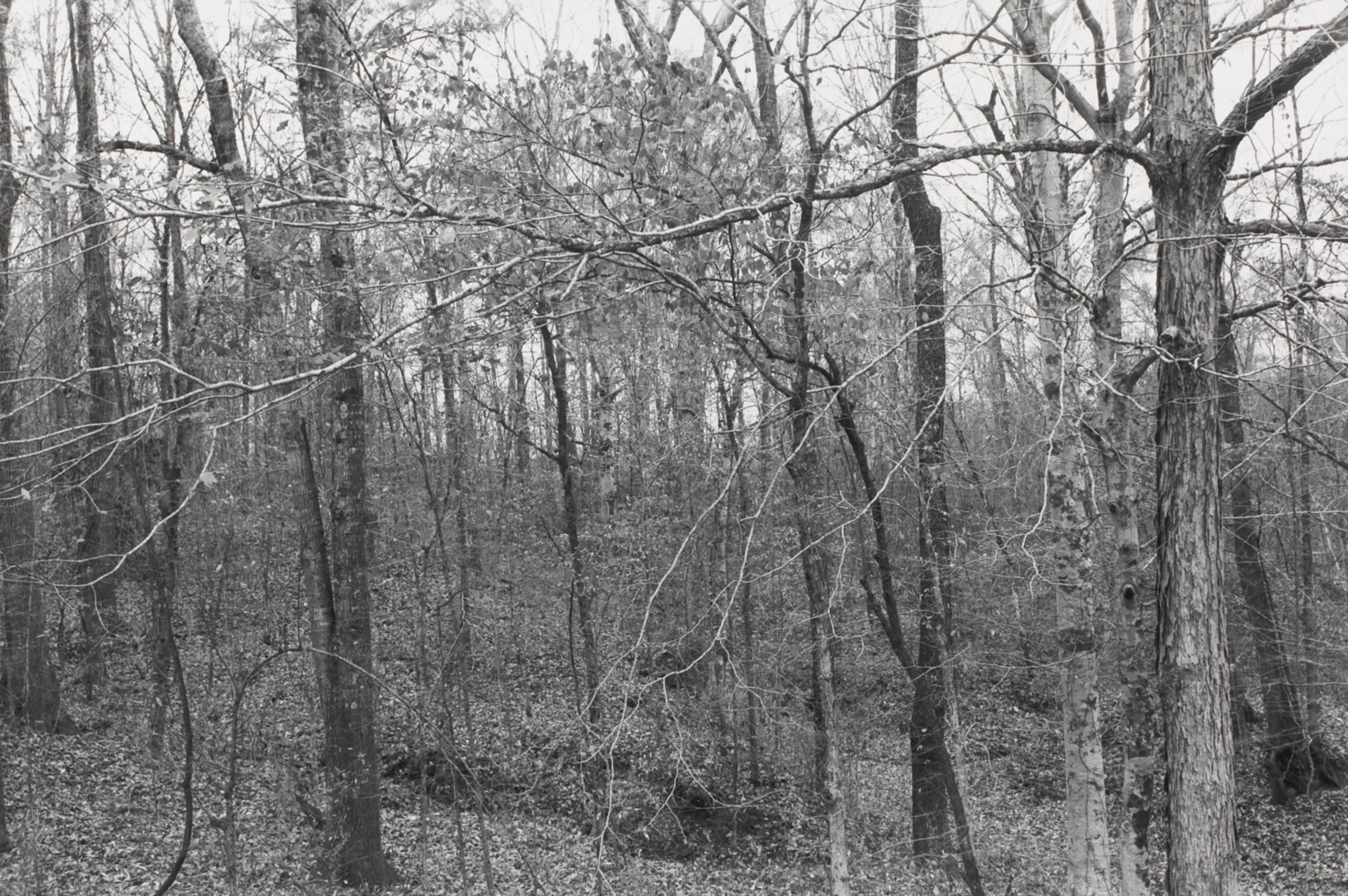Untitled from Shiloh National Military Park, Tenessee (forest of trees and branches)