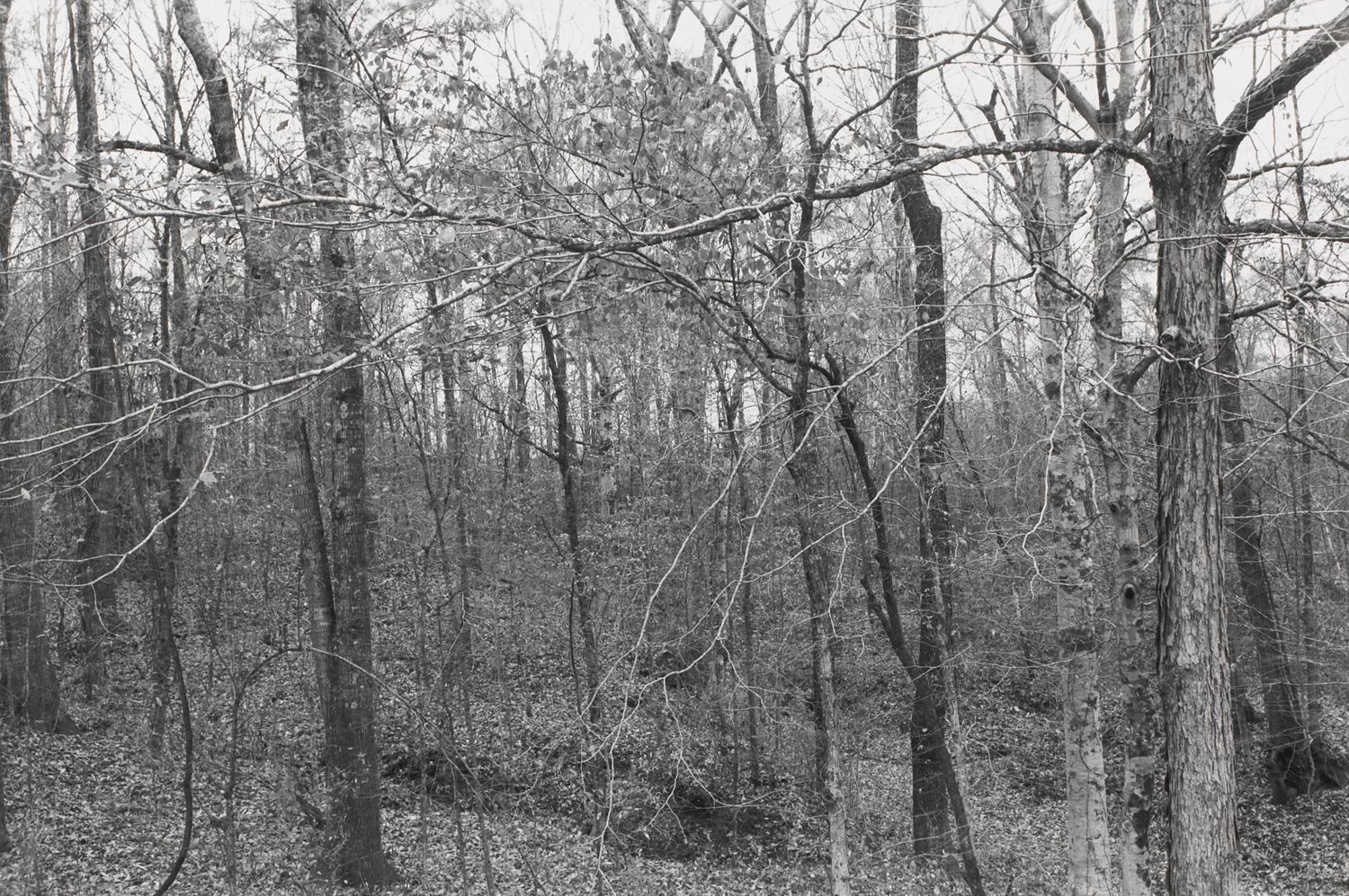 Untitled from Shiloh National Military Park, Tenessee (forest of trees and branches)