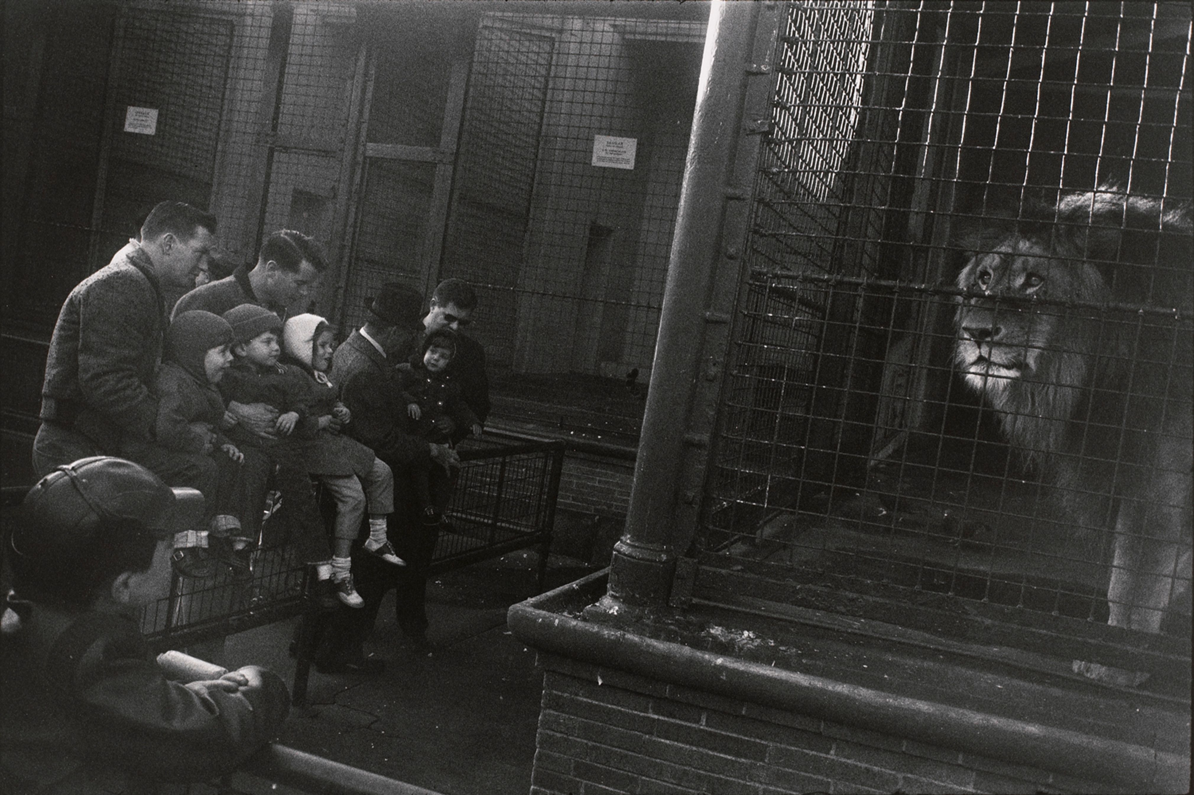 Untitled (A group of people at the lion cage)